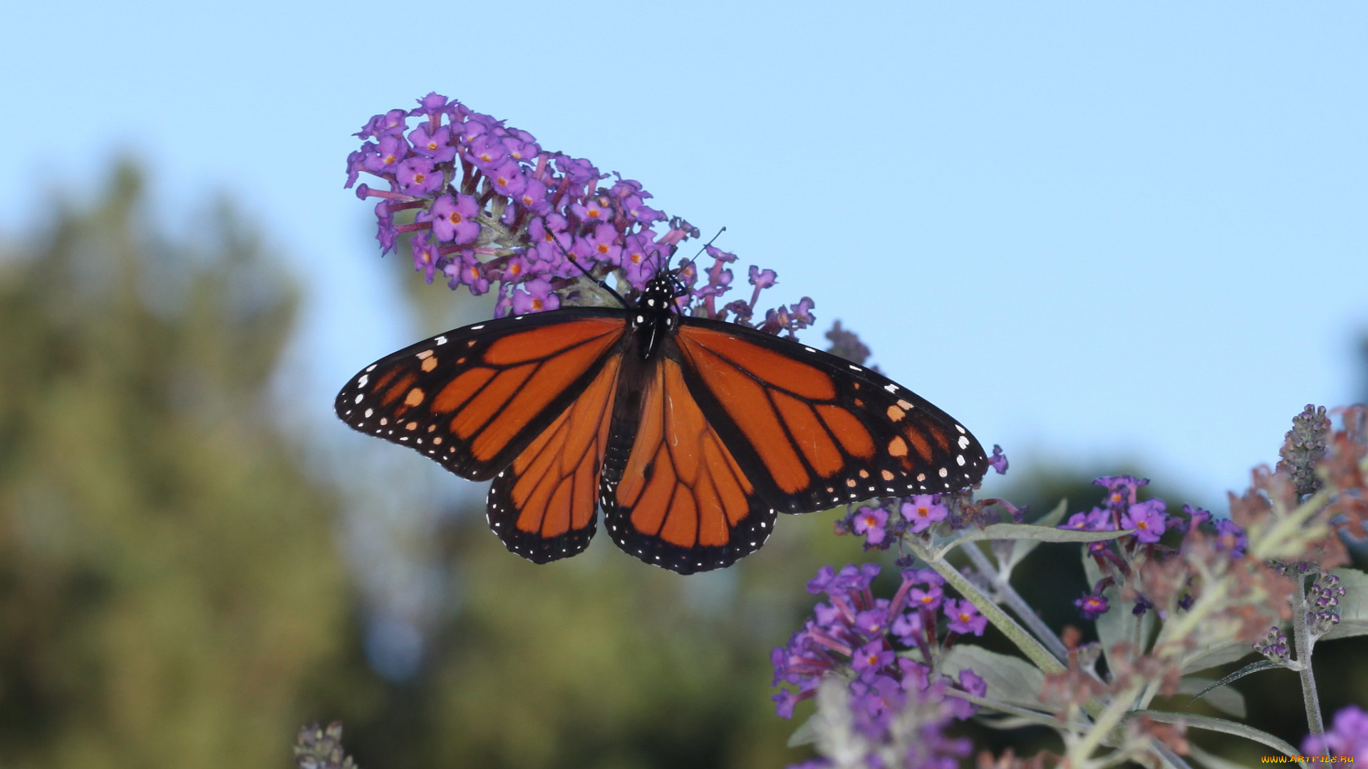животные, бабочки, , мотыльки, , моли, бабочка