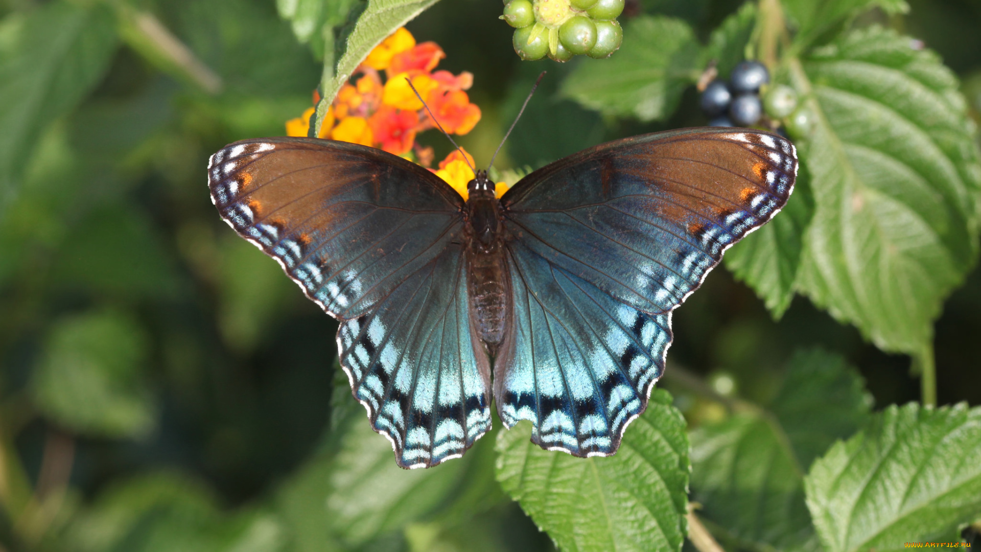 животные, бабочки, , мотыльки, , моли, бабочка