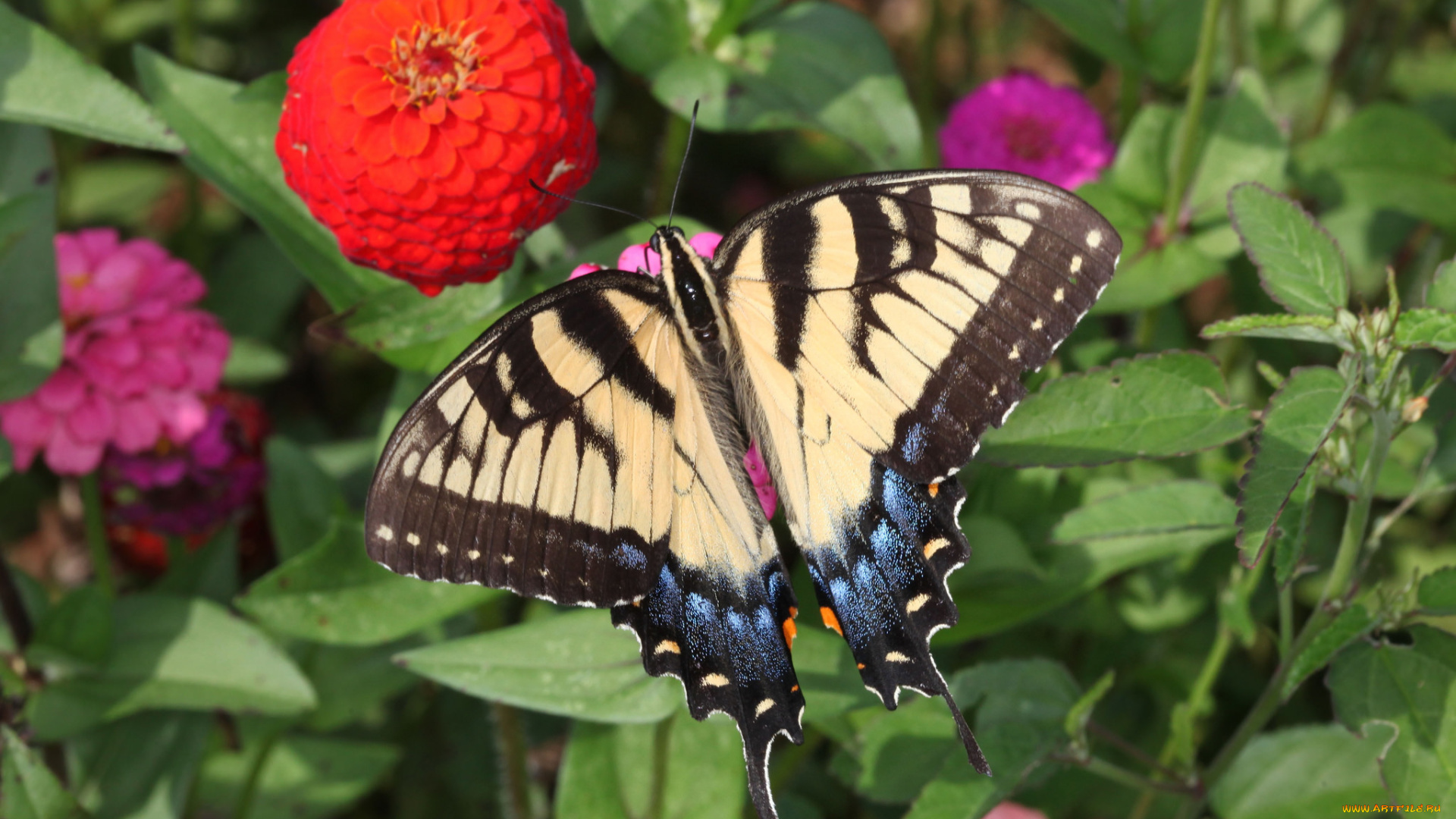 животные, бабочки, , мотыльки, , моли, бабочка
