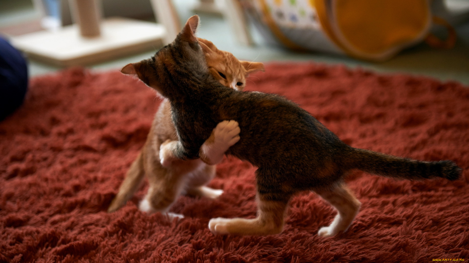 животные, коты, дом, сумо, кошки