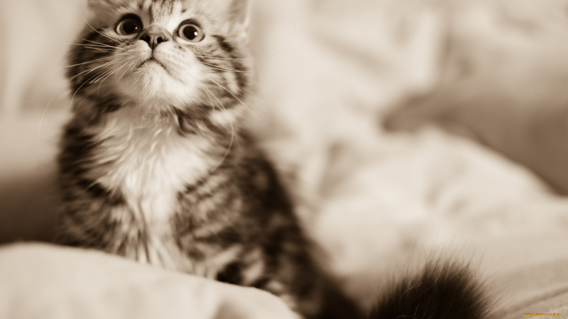 животные, коты, фон, киса, коте, кот, кошка, котёнок, взгляд