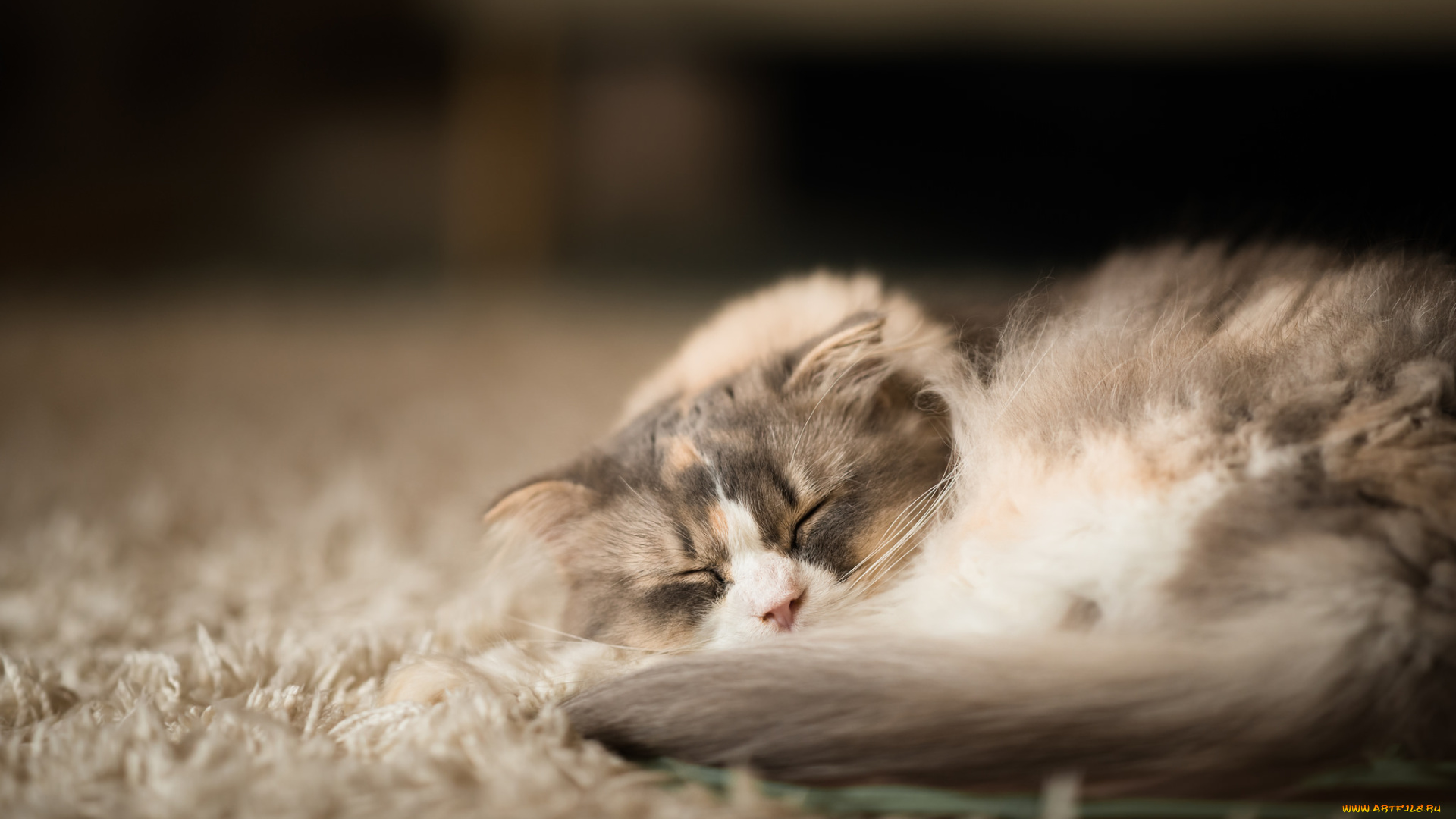 животные, коты, фон, киса, коте, кот, кошка, спит, ковёр