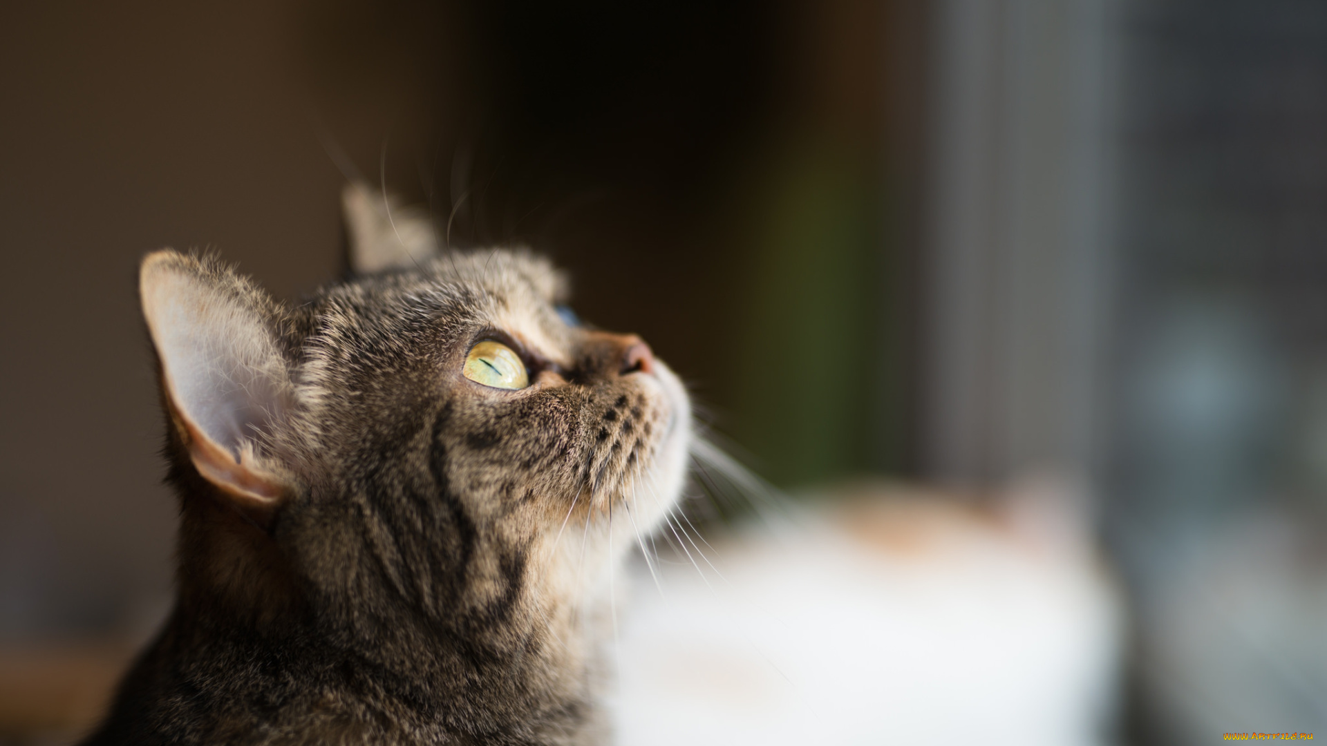 животные, коты, фон, киса, коте, кот, кошка, котёнок, взгляд