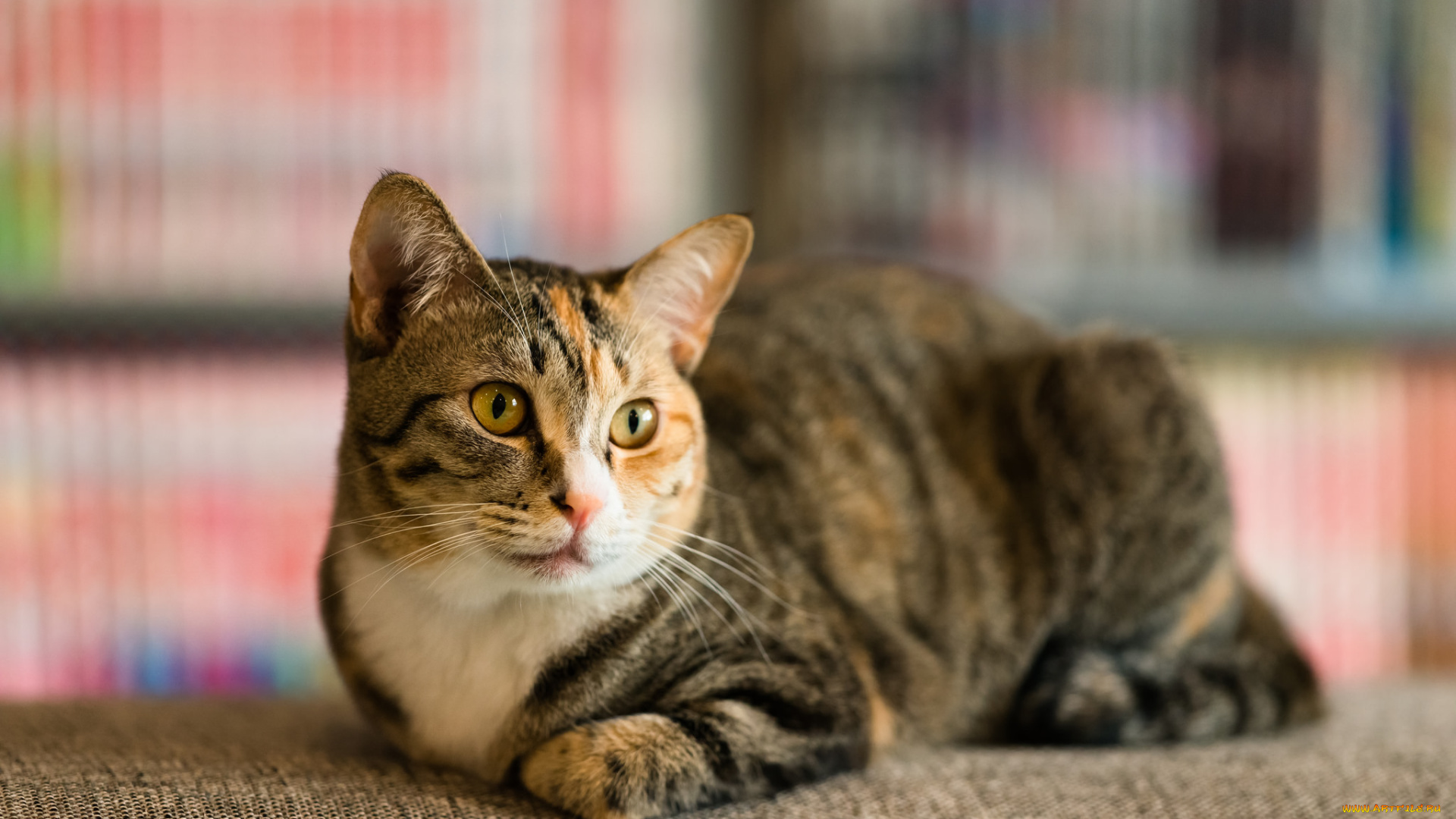 животные, коты, фон, киса, коте, кот, кошка, взгляд