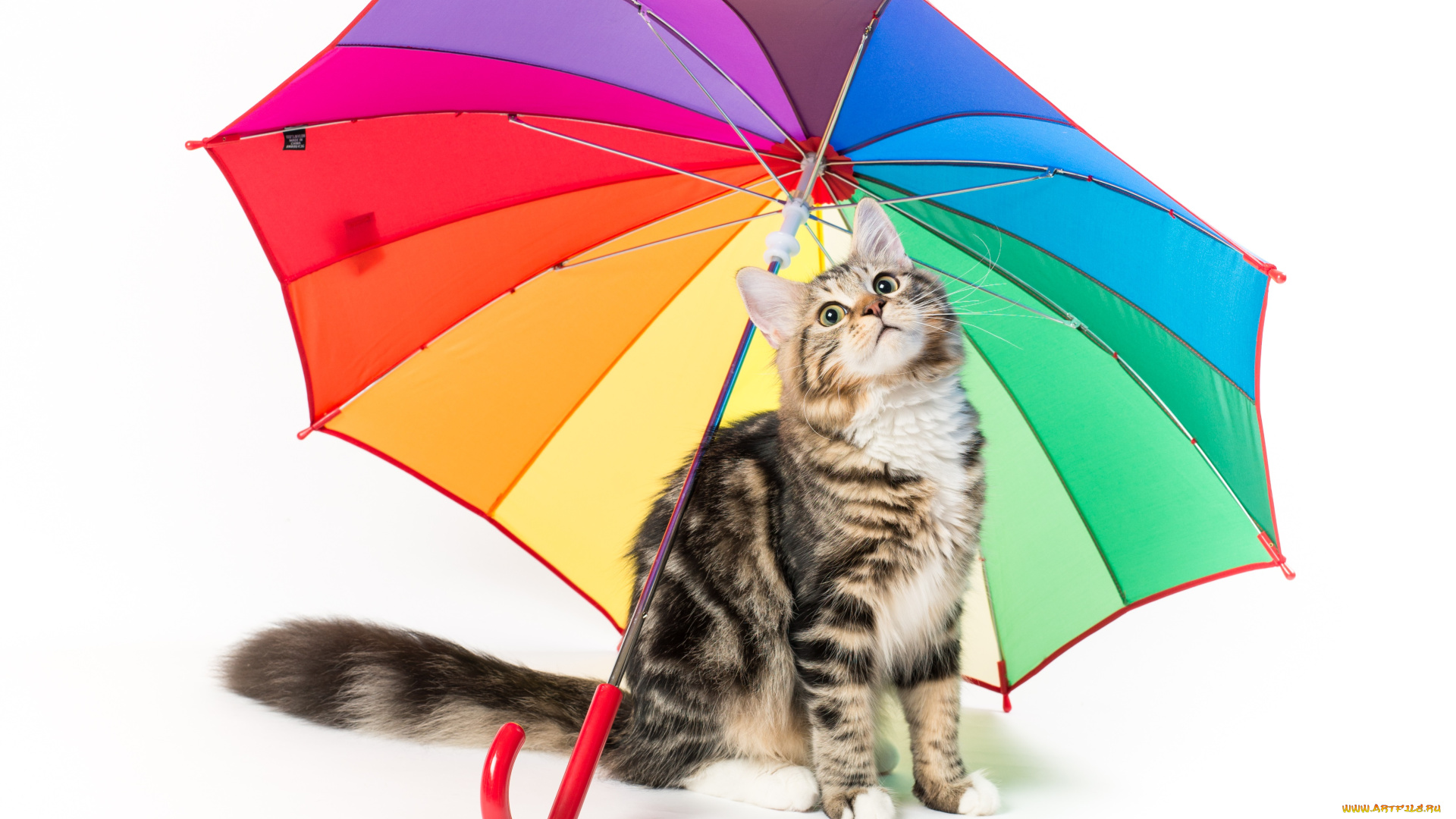 животные, коты, фон, киса, коте, кот, кошка, котёнок, взгляд, зонт, белый