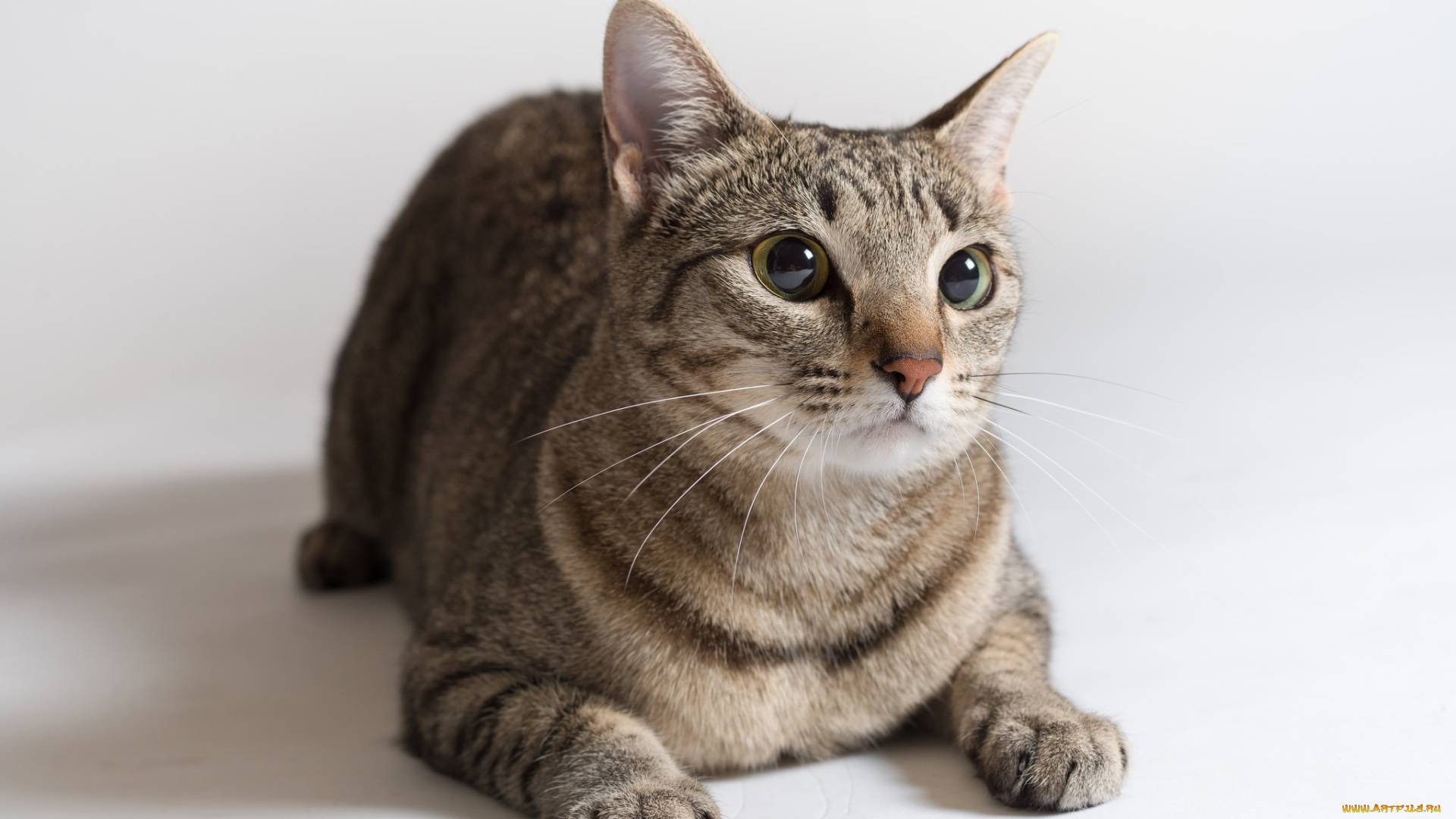 животные, коты, киса, коте, взгляд, усы, ушки