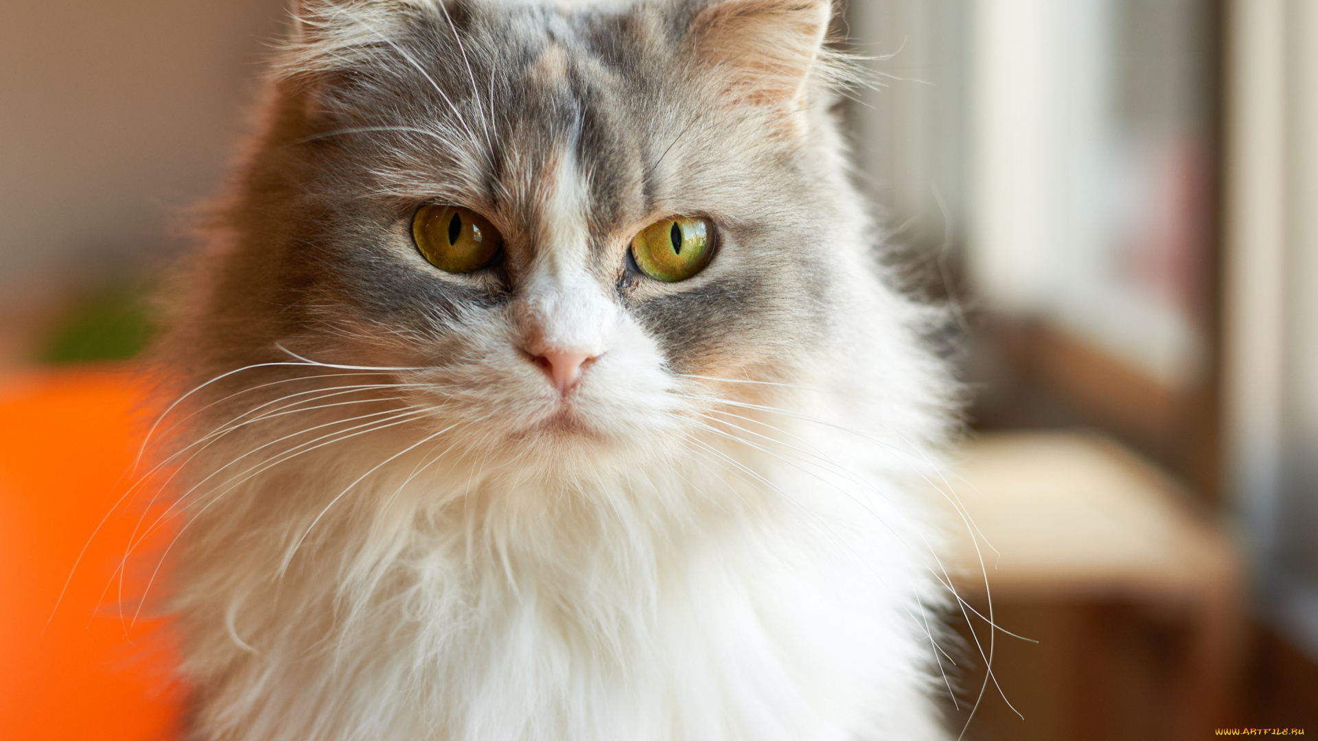 животные, коты, киса, портрет, взгляд, коте, кошка, кот