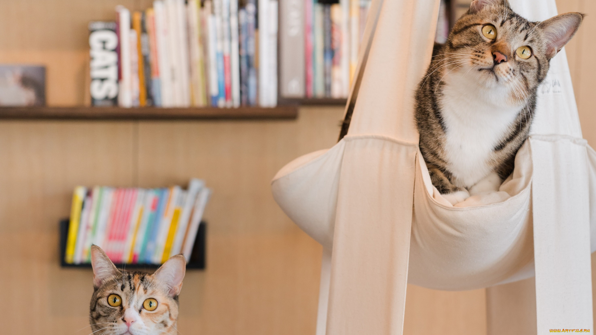 животные, коты, книги, полка, комната, кошка, кот