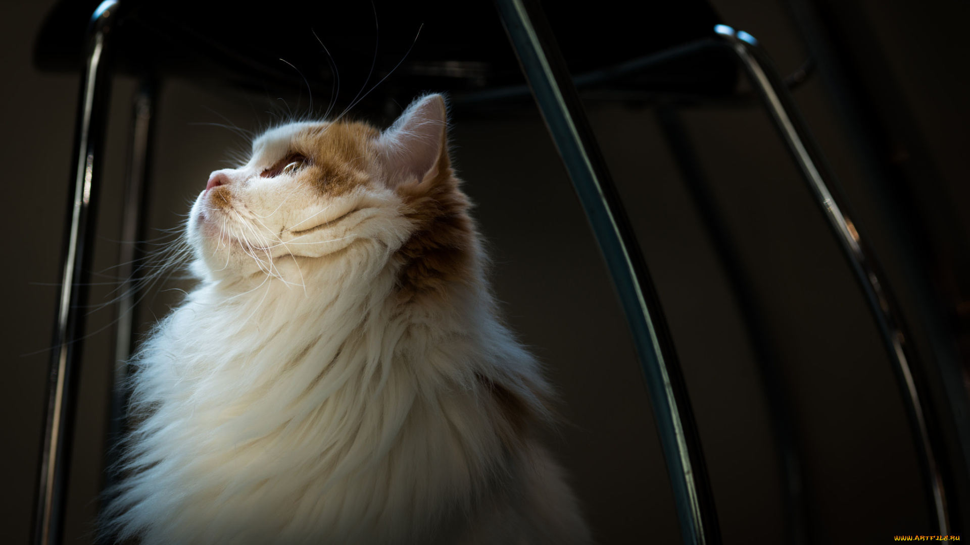 животные, коты, кошка, коте, киса, кот, чёрный, фон