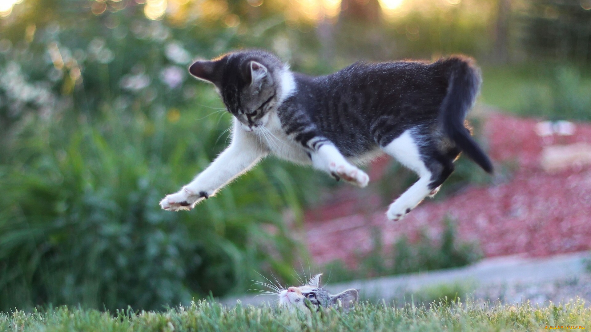 животные, коты, кошки, котята, прыжок, мордочка