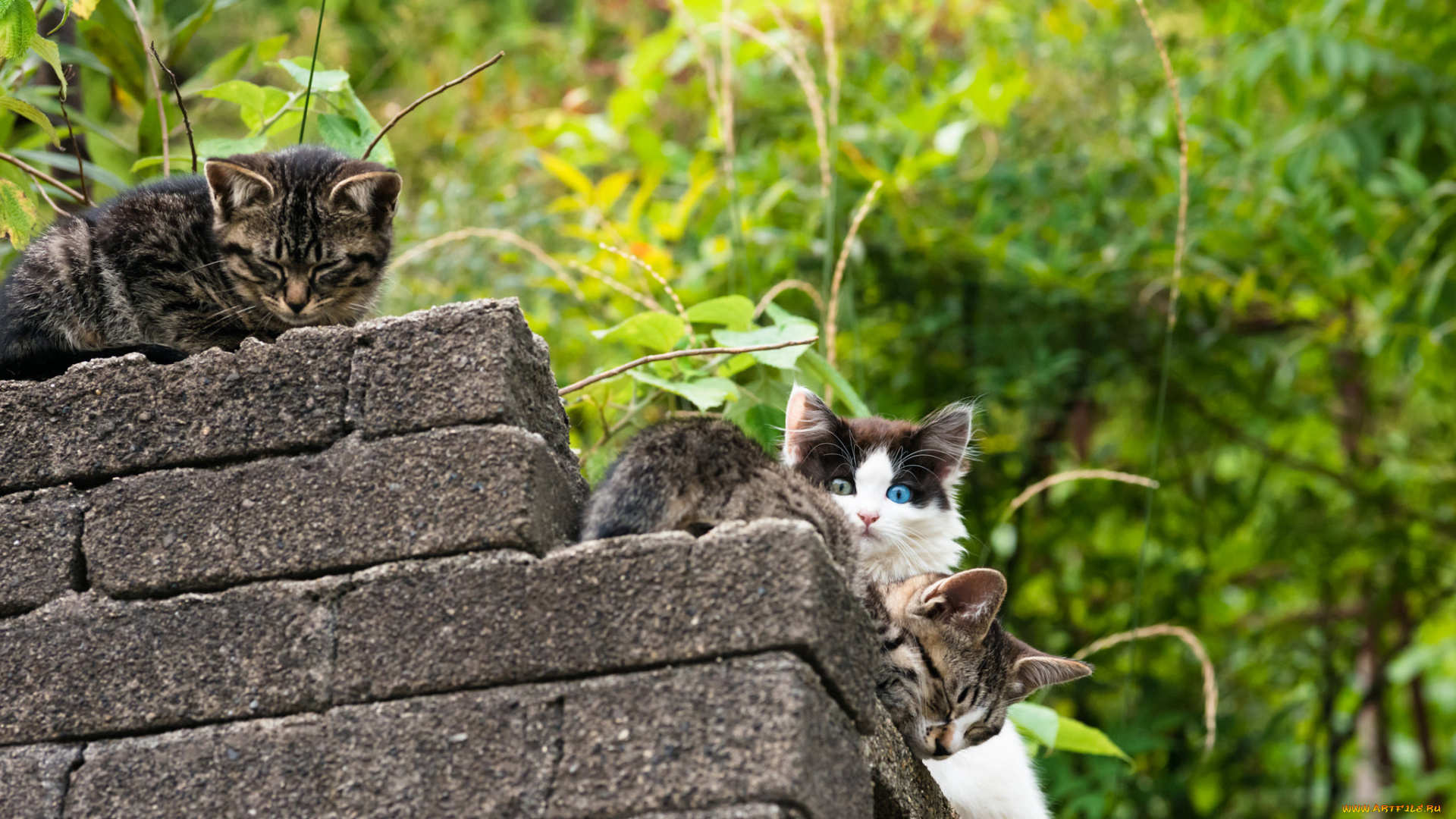 животные, коты, котята, камни