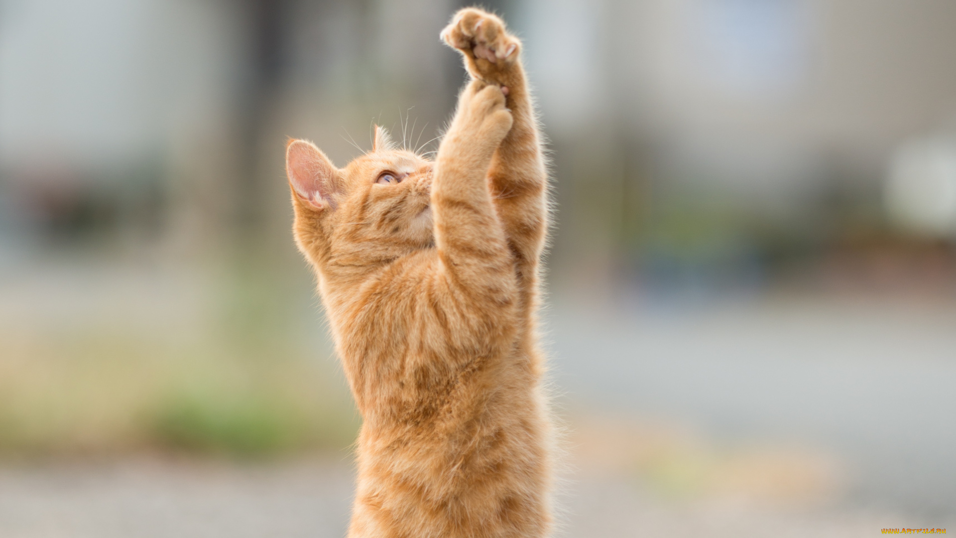 животные, коты, лапки, игра, коте, киса, рыжий, стоит