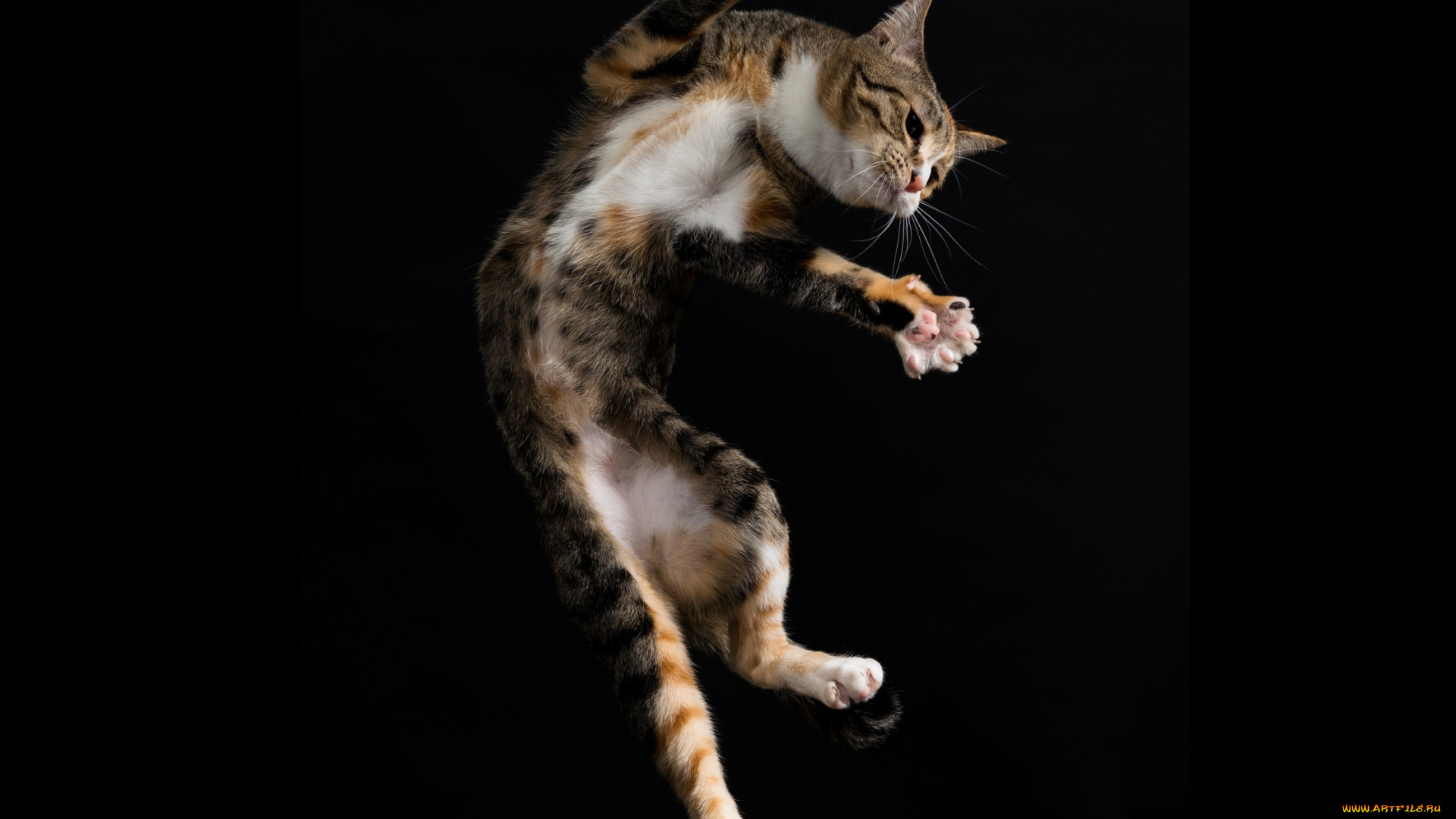 животные, коты, прыжок, чёрный, фон, усы, взгляд, коте, киса, кошка