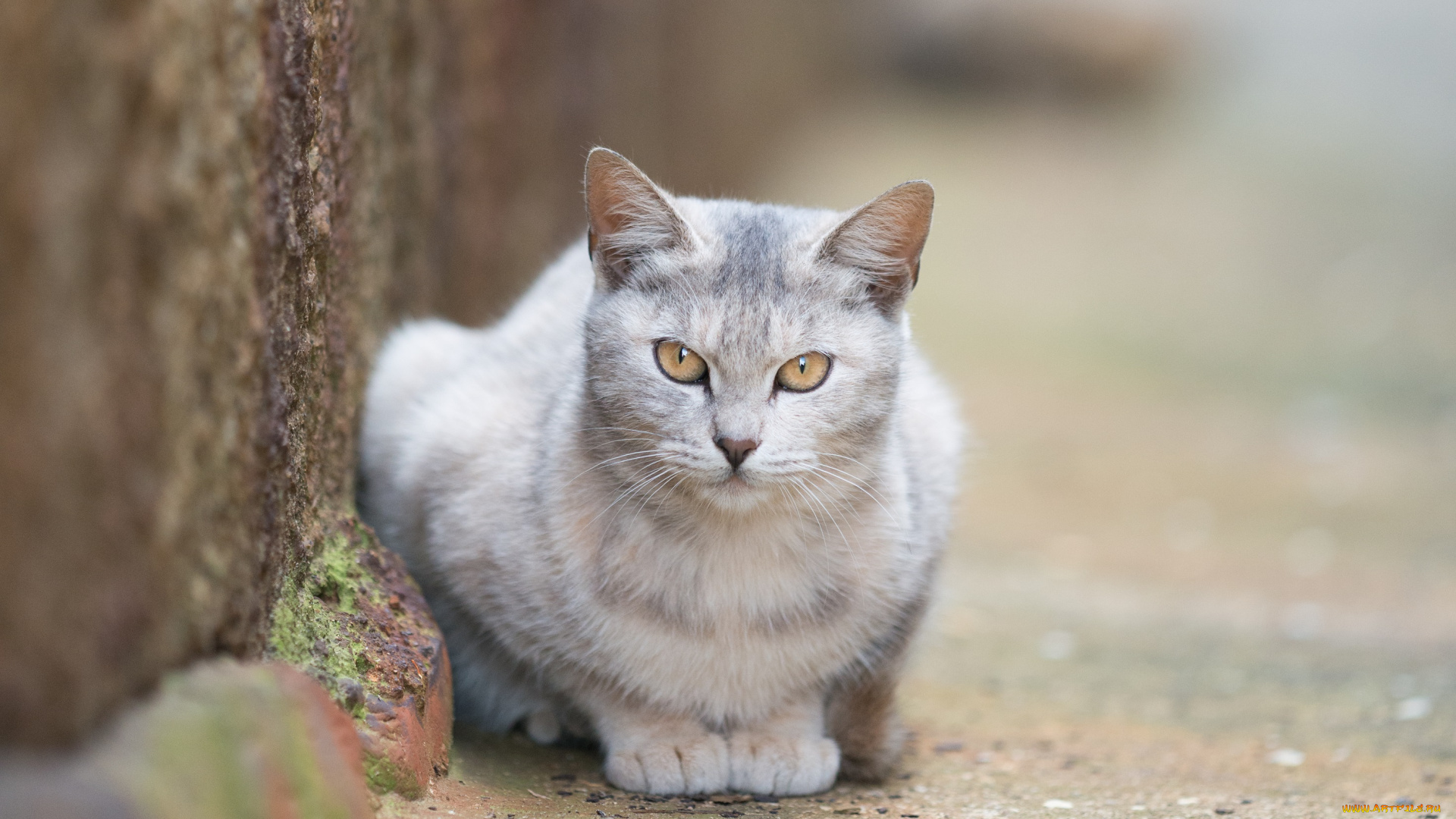 животные, коты, ушки, киса, усы, взгляд, коте