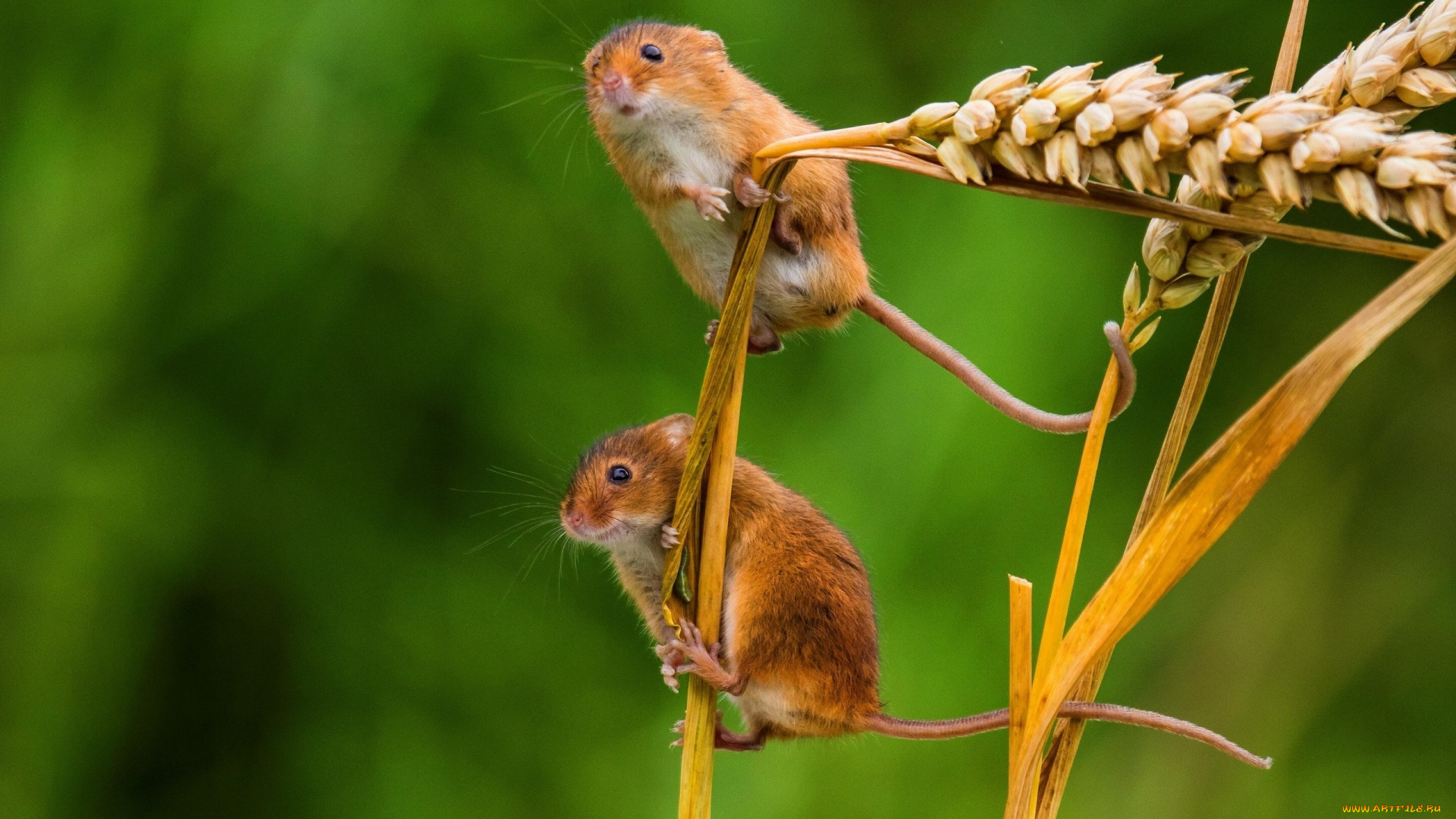 животные, крысы, , мыши, макро, колосья, мышки, мышь-малютка, парочка, колоски