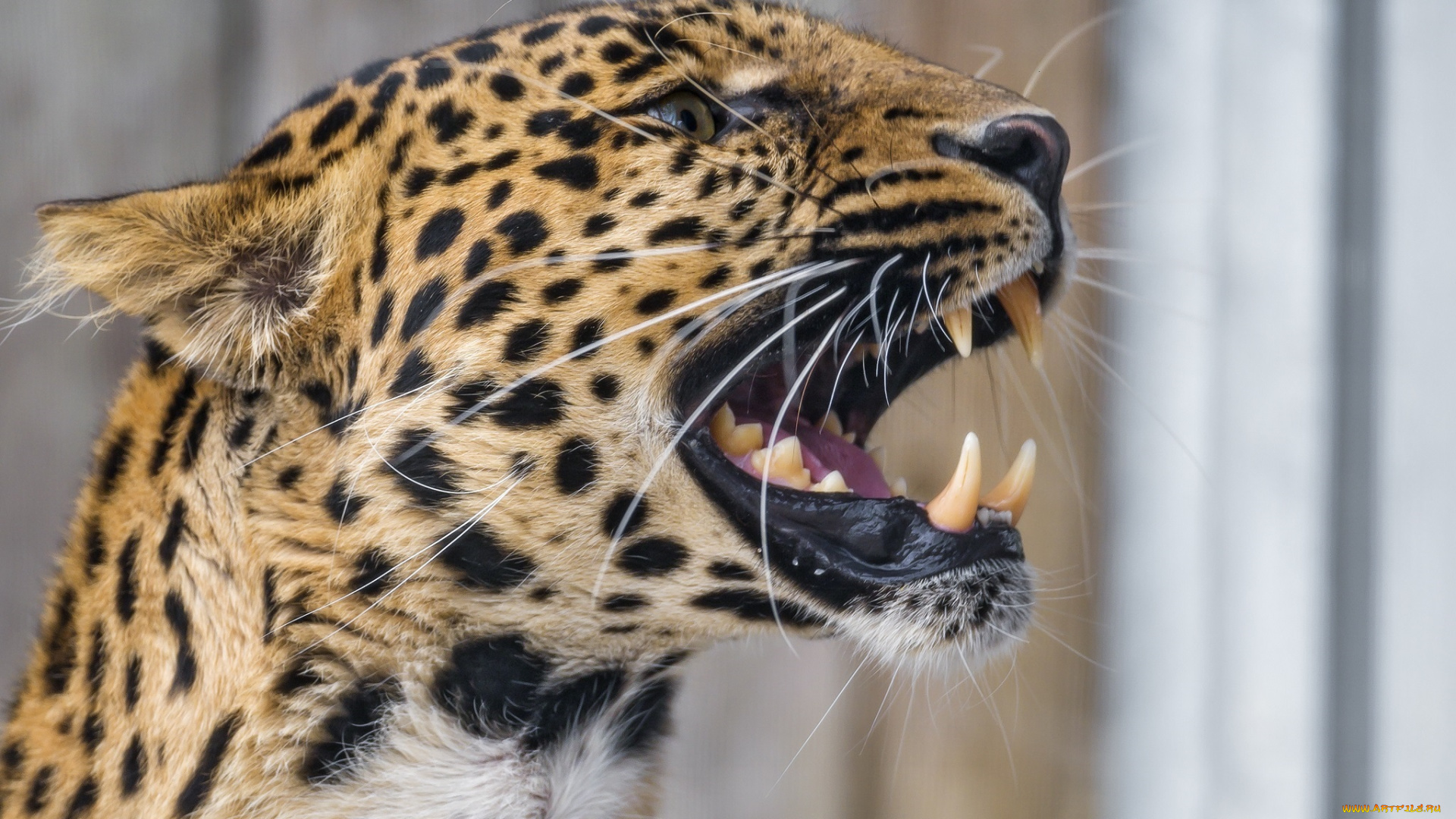 животные, леопарды, профиль, оскал, пасть, клыки