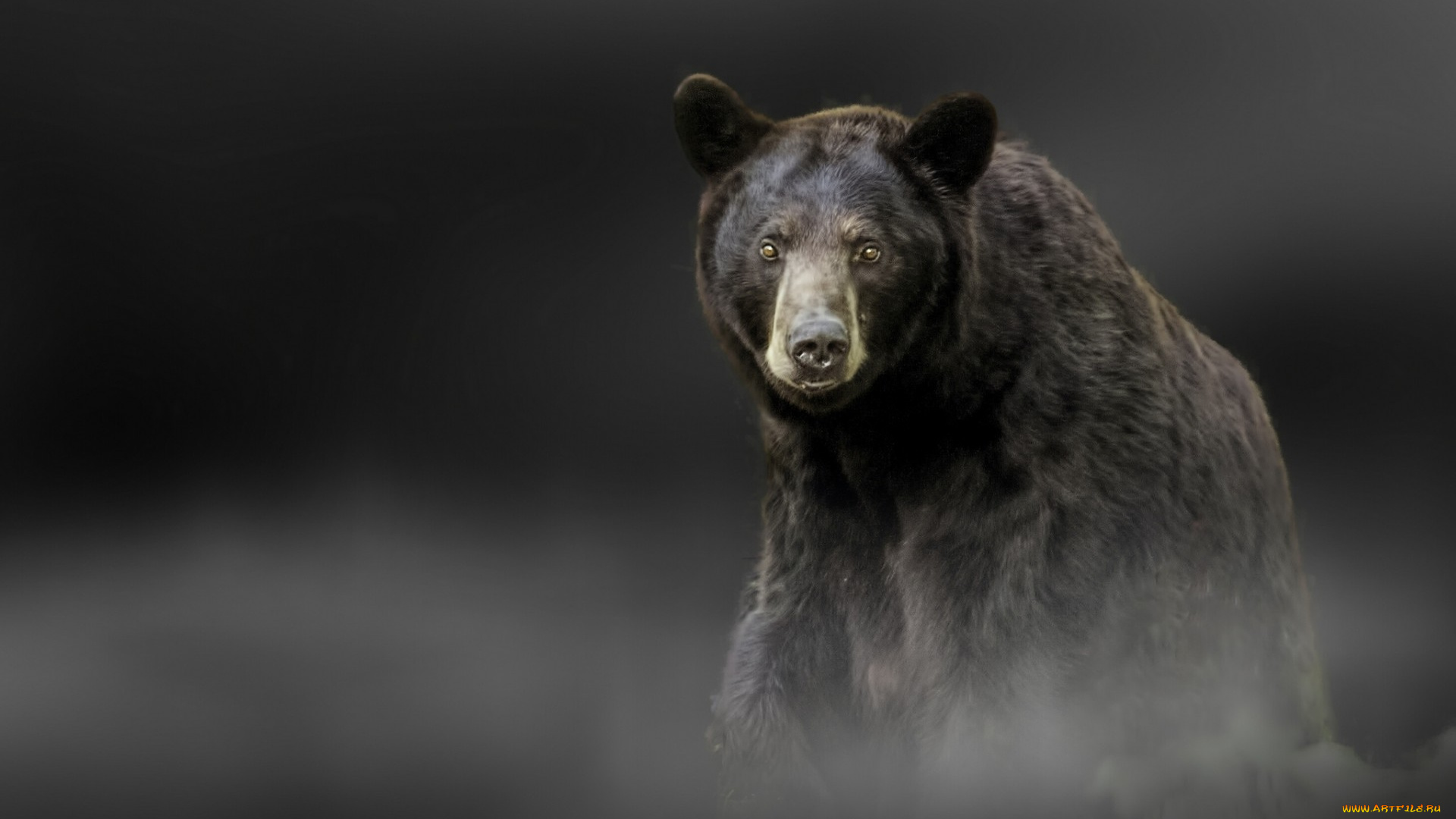 животные, медведи, чёрный, медведь, взгляд, барибал