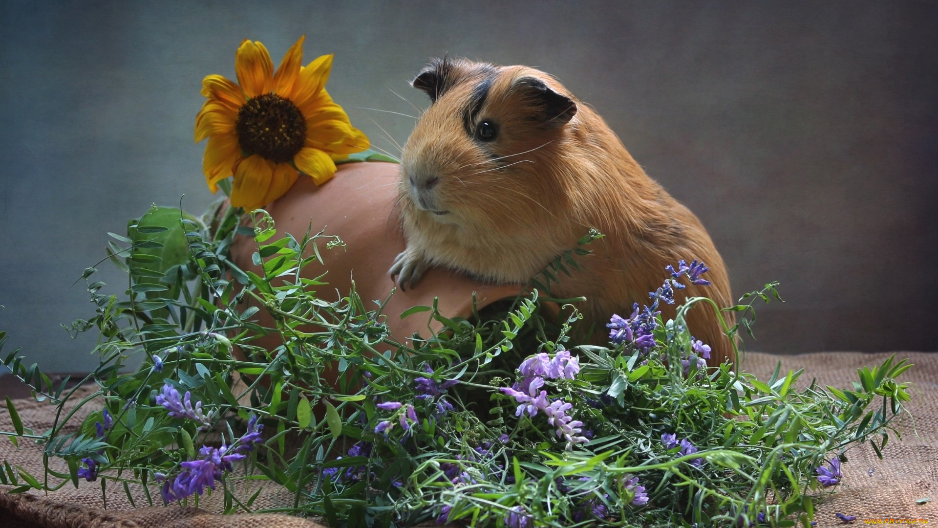 животные, морские, свинки, , хомяки, морская, свинка, мешковина, подсолнух, кувшин, зверек