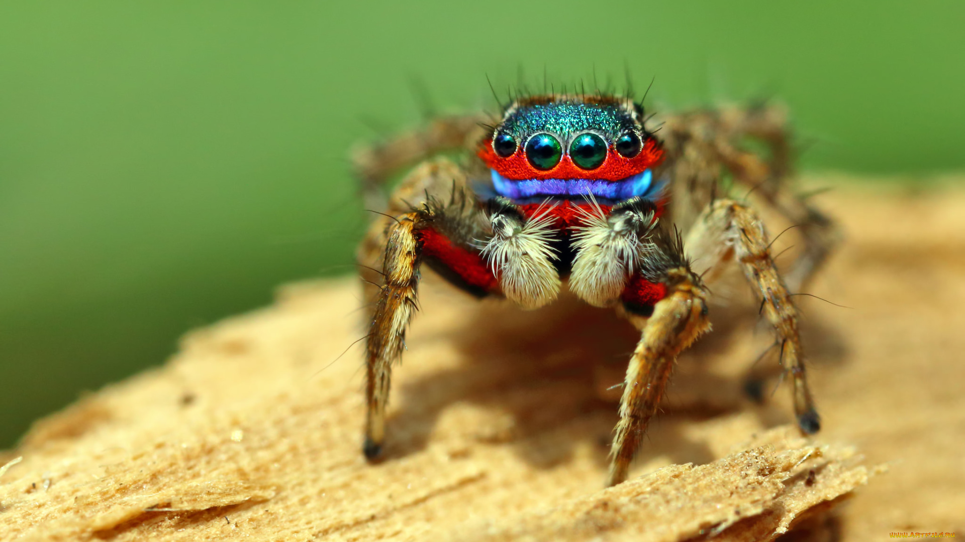 животные, пауки, лапки, фон, джампер, макро, глазки, паук