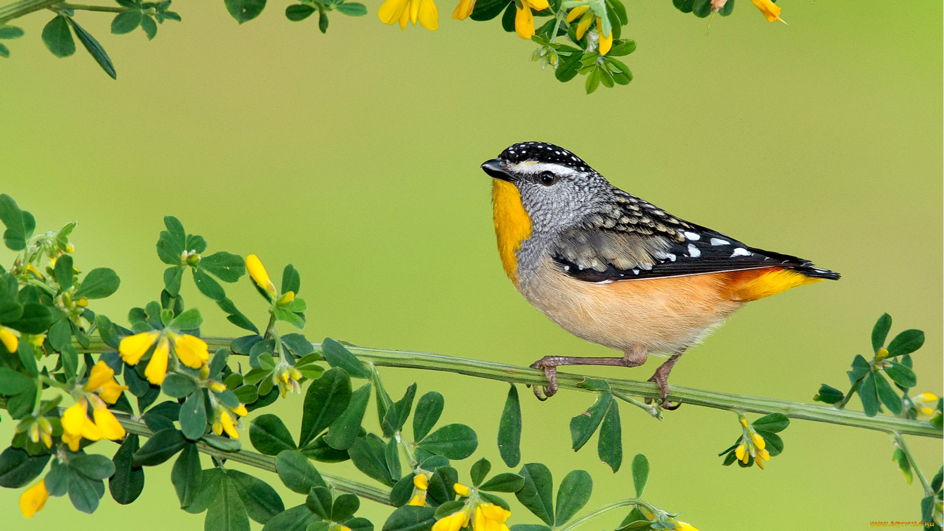 животные, птицы, цветы, ветка, перья, кроха, птичка