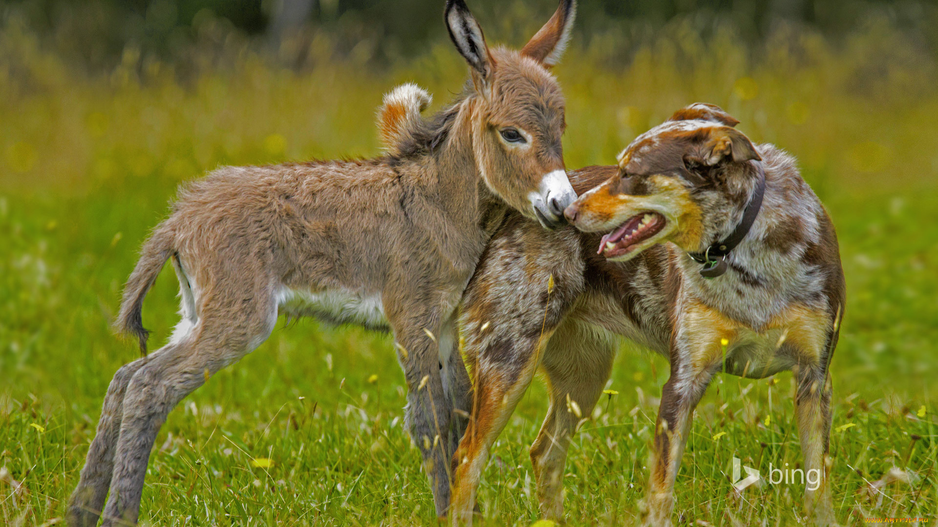 животные, разные, вместе, ослик, собака, трава, луг