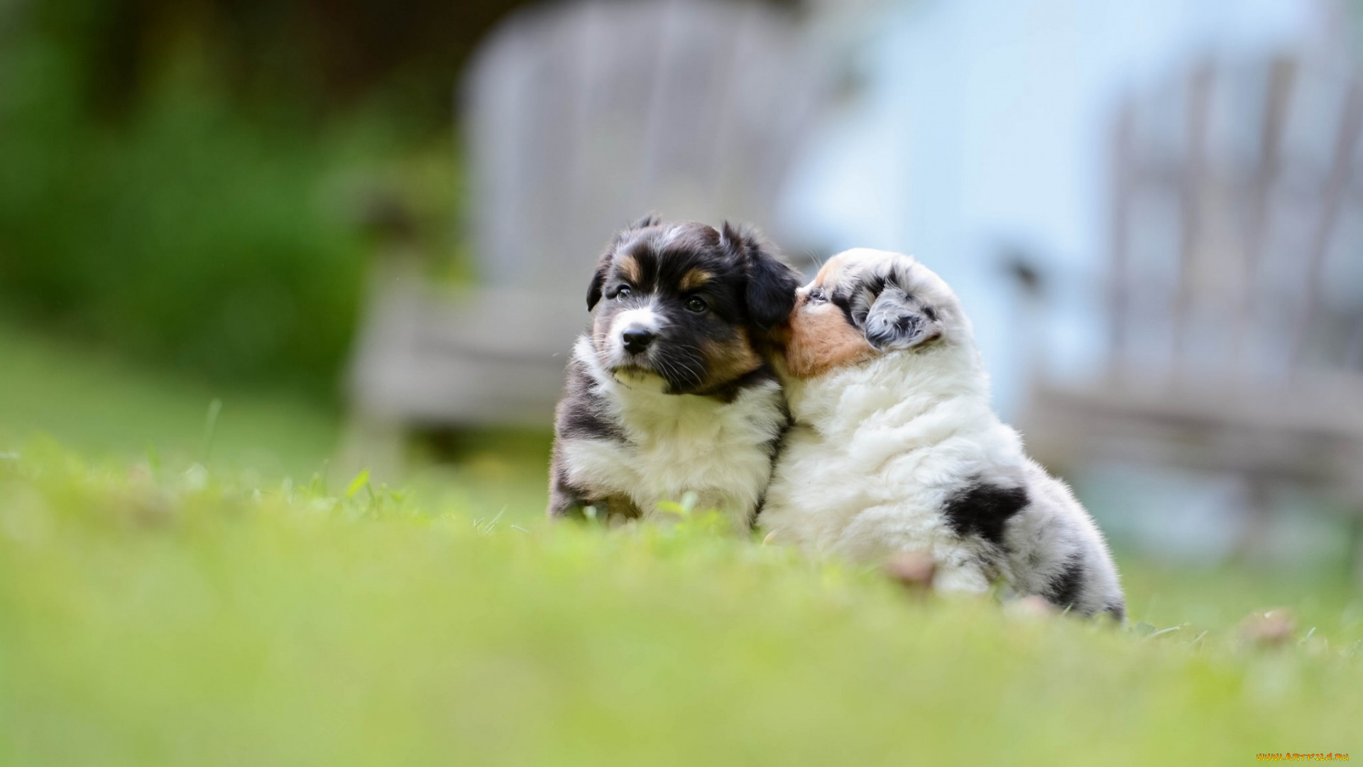животные, собаки, аусси, австралийская, овчарка, боке, малыши, щенки