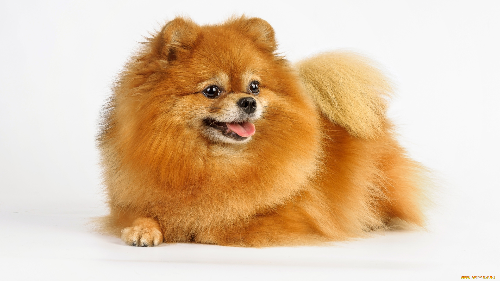 животные, собаки, шерсть, рыжий, шпиц