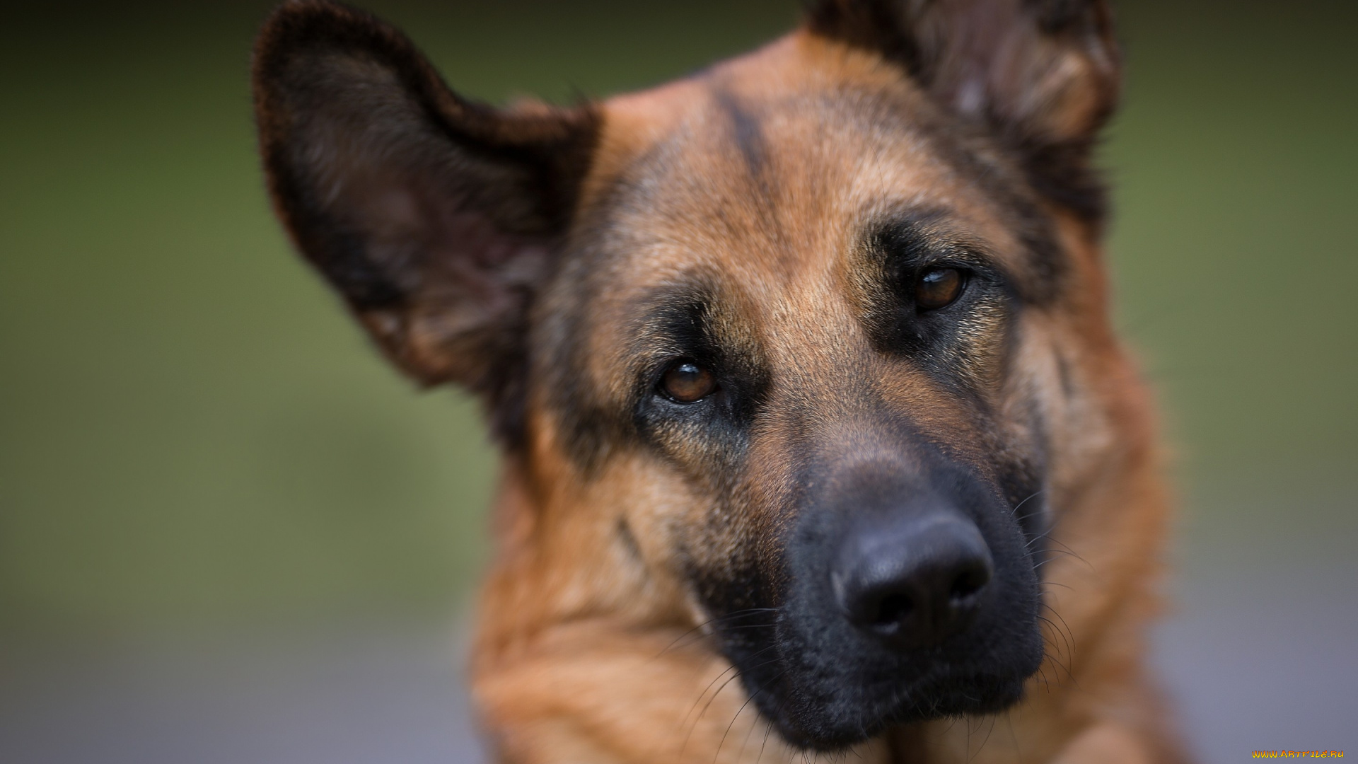 животные, собаки, взгляд, морда, собака, немецкая, овчарка, портрет