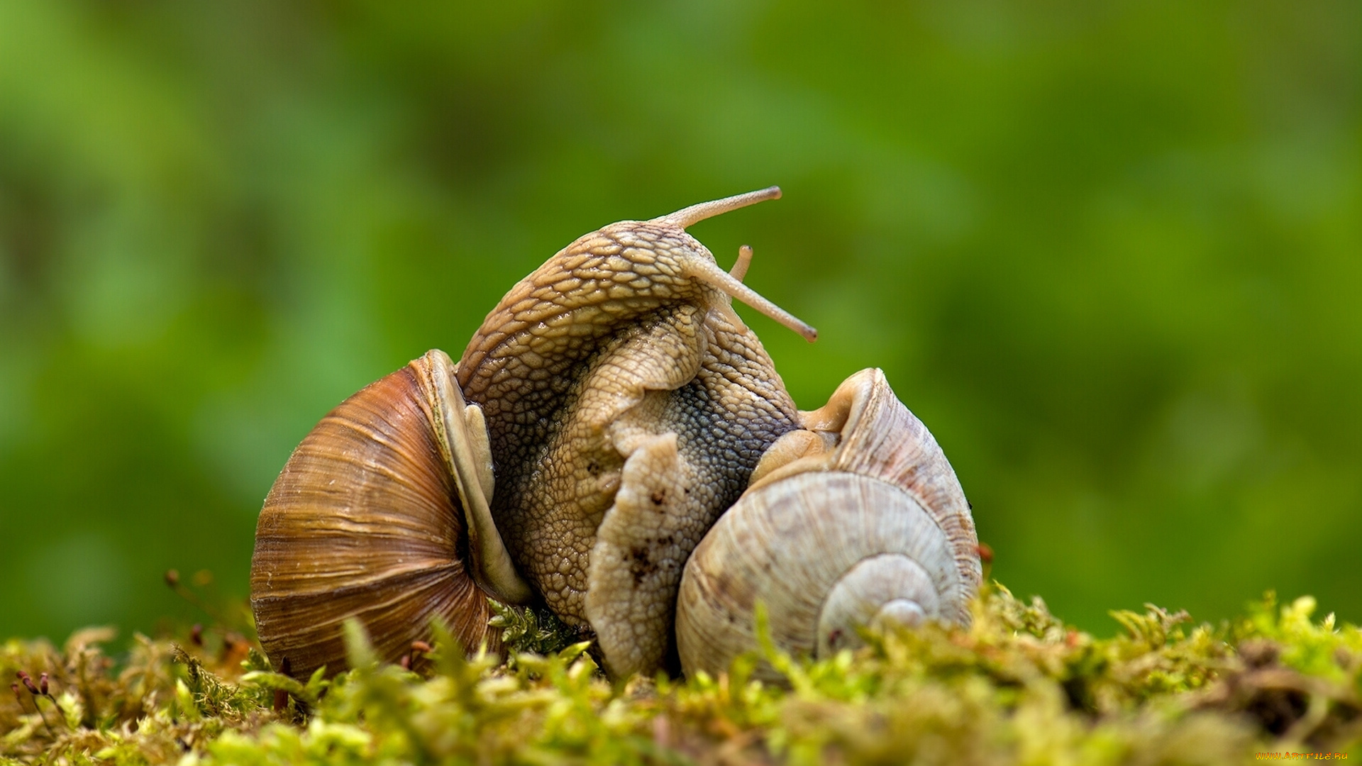 животные, улитки, макро, любовь