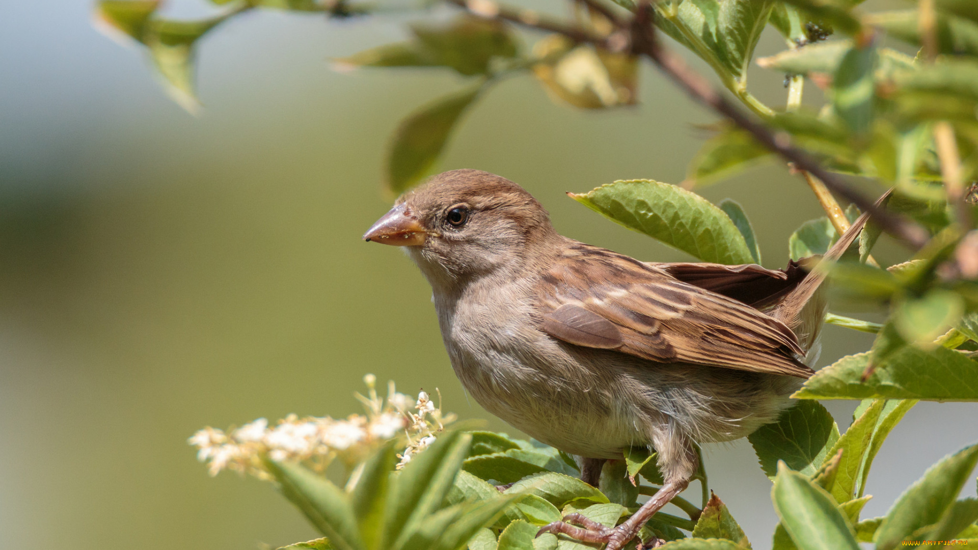 животные, воробьи, птичка