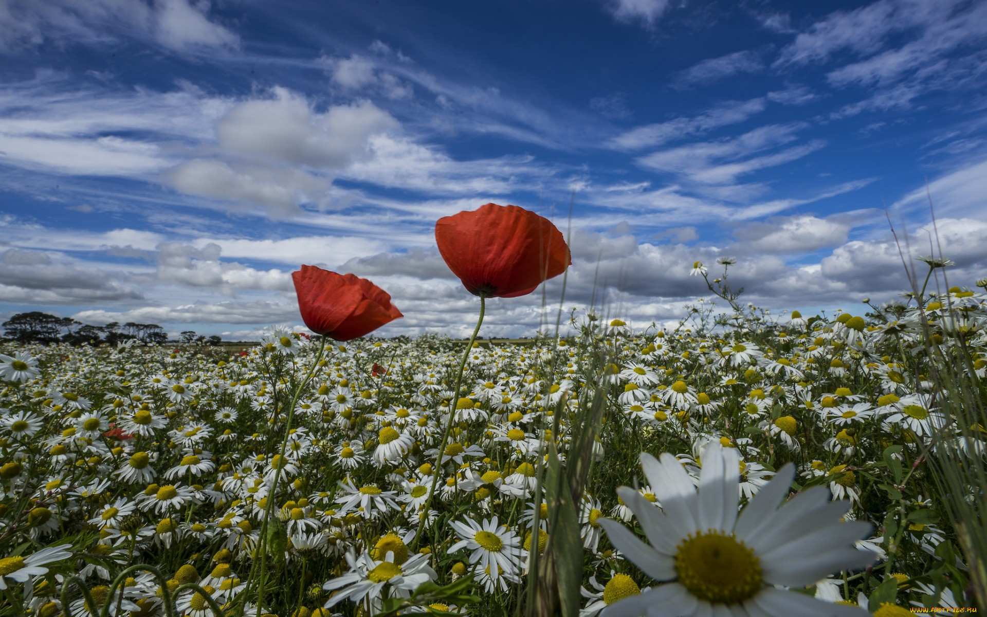 цветы, разные, вместе, маки, ромашки, лето, луг