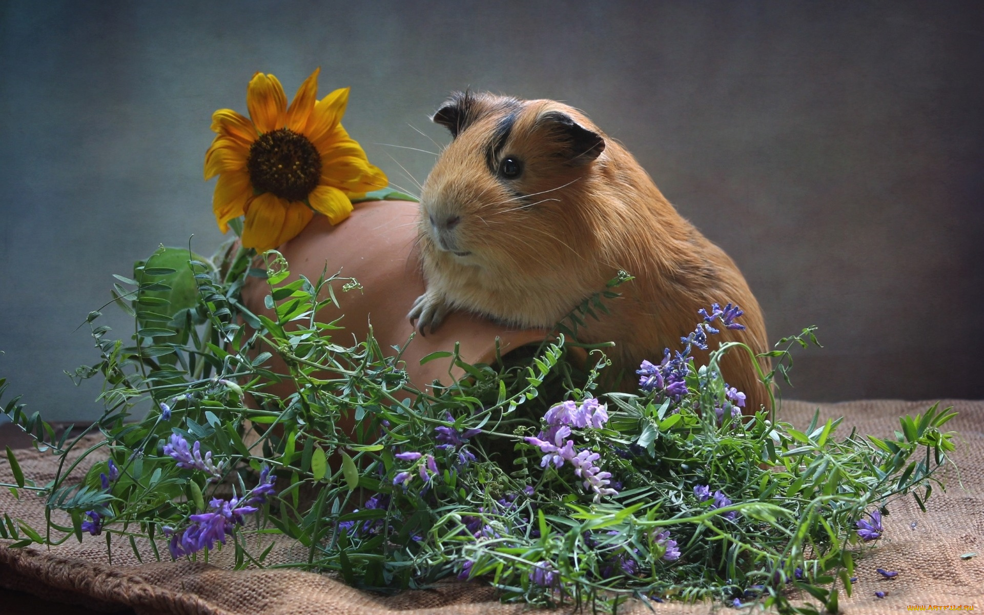 животные, морские, свинки, , хомяки, морская, свинка, мешковина, подсолнух, кувшин, зверек