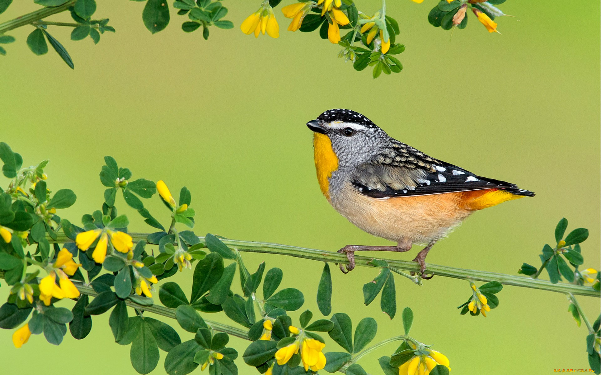 животные, птицы, цветы, ветка, перья, кроха, птичка