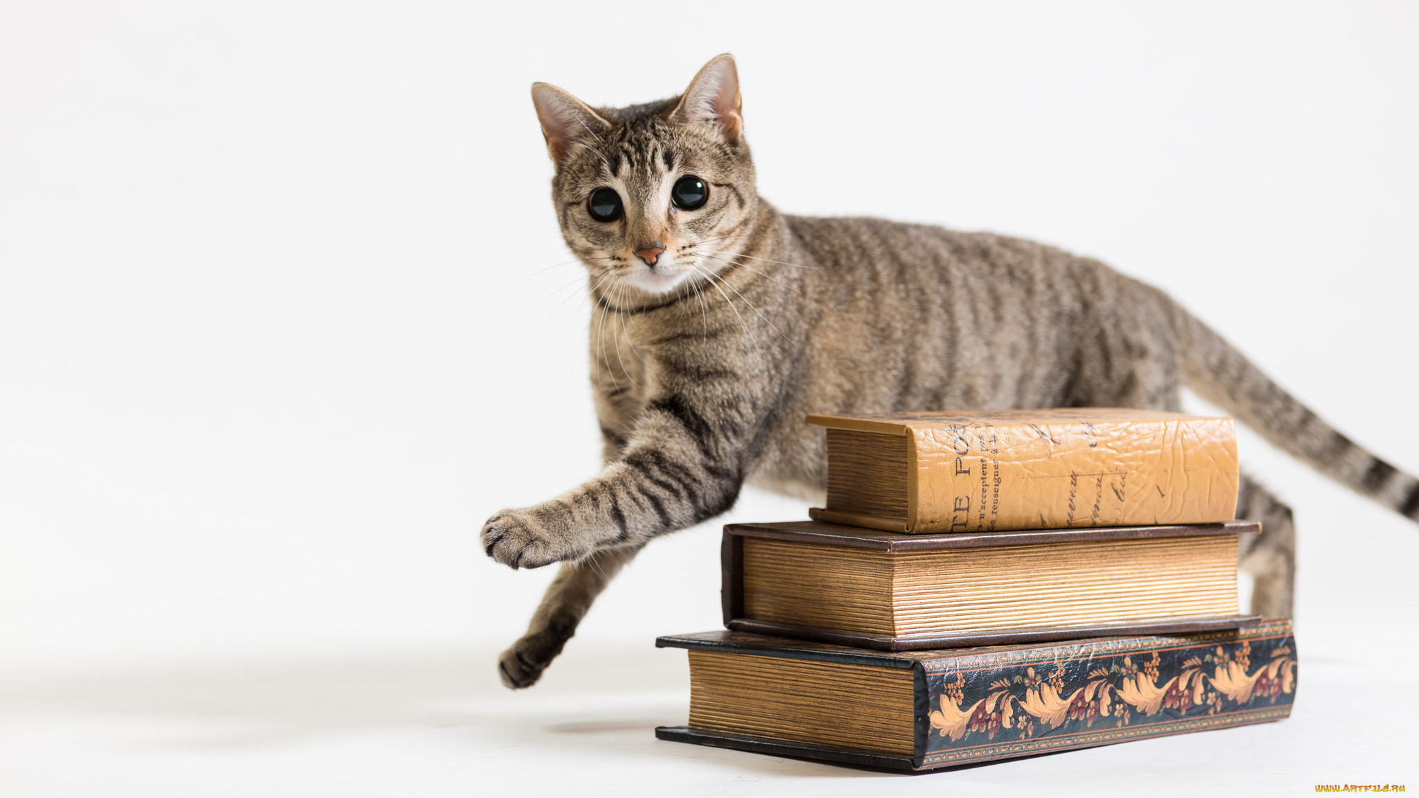 животные, коты, ушки, усы, взгляд, коте, киса, фон, белый, книги