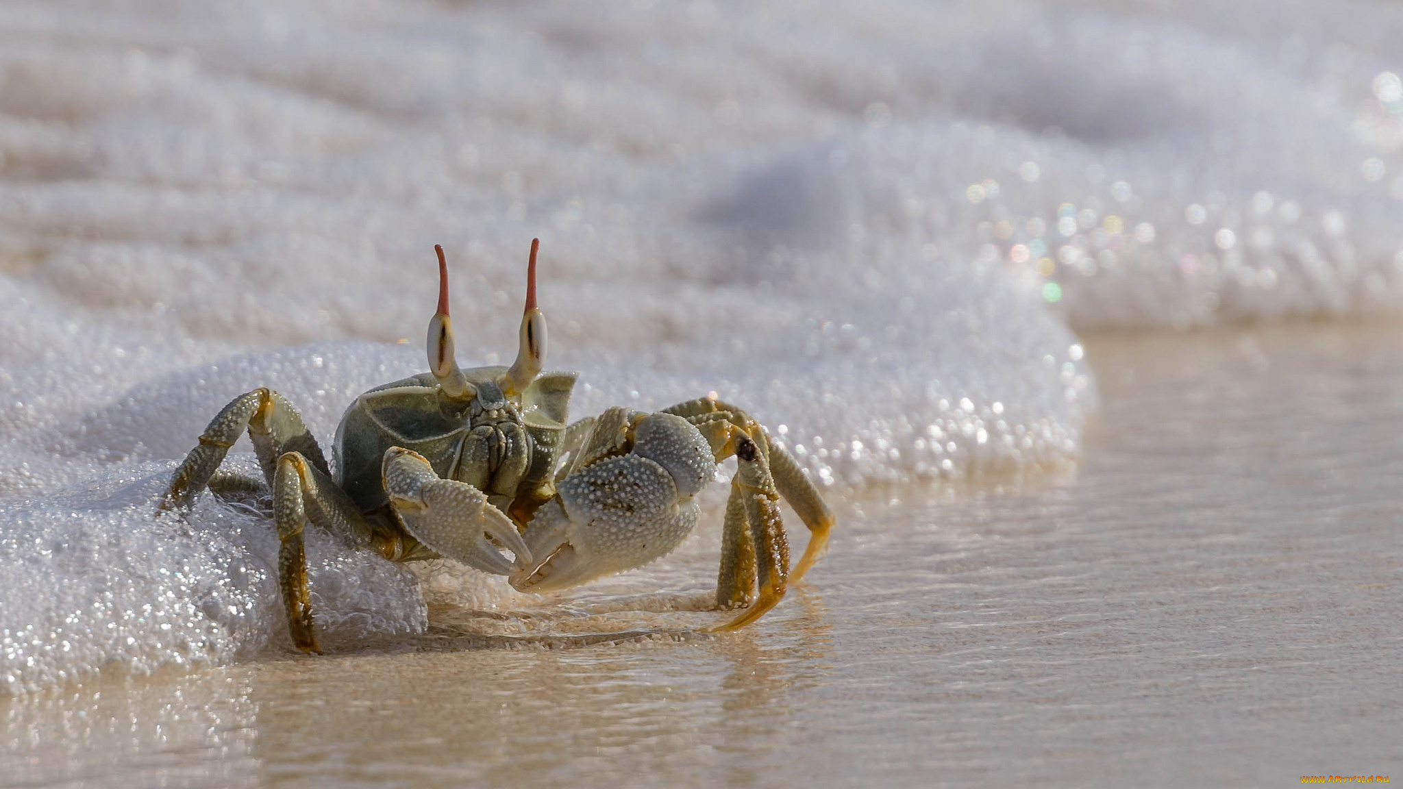 животные, крабы, , раки, краб