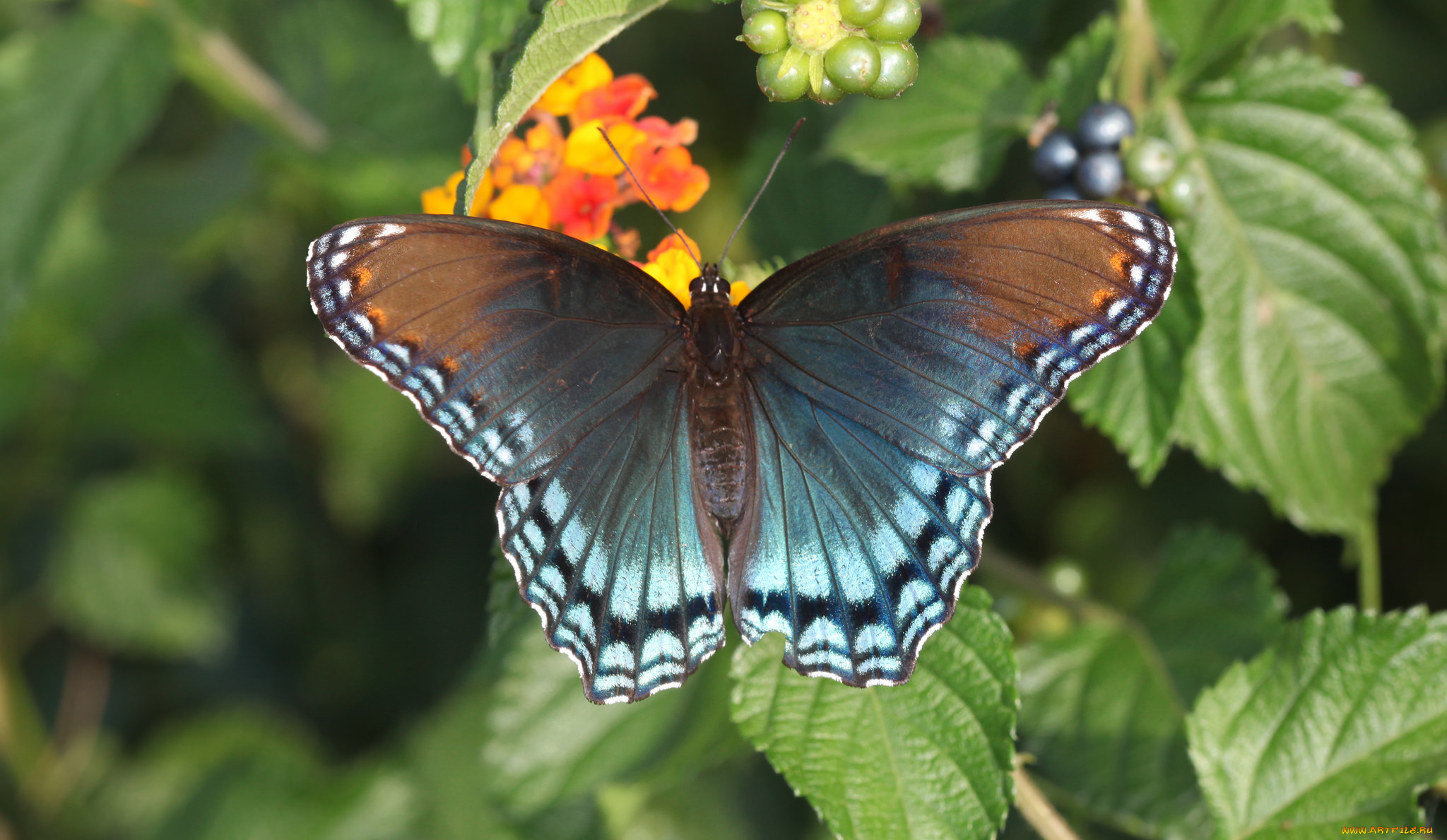 животные, бабочки, , мотыльки, , моли, бабочка
