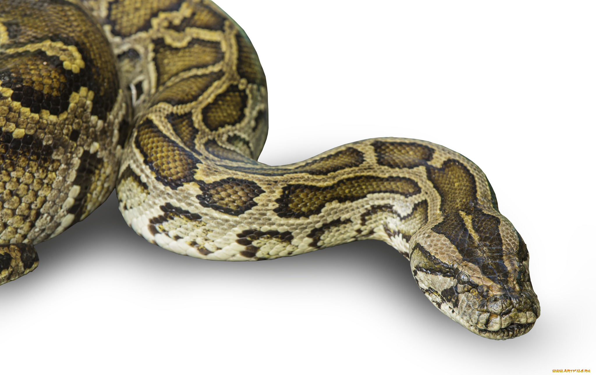 boa, животные, змеи, , питоны, , кобры, питон