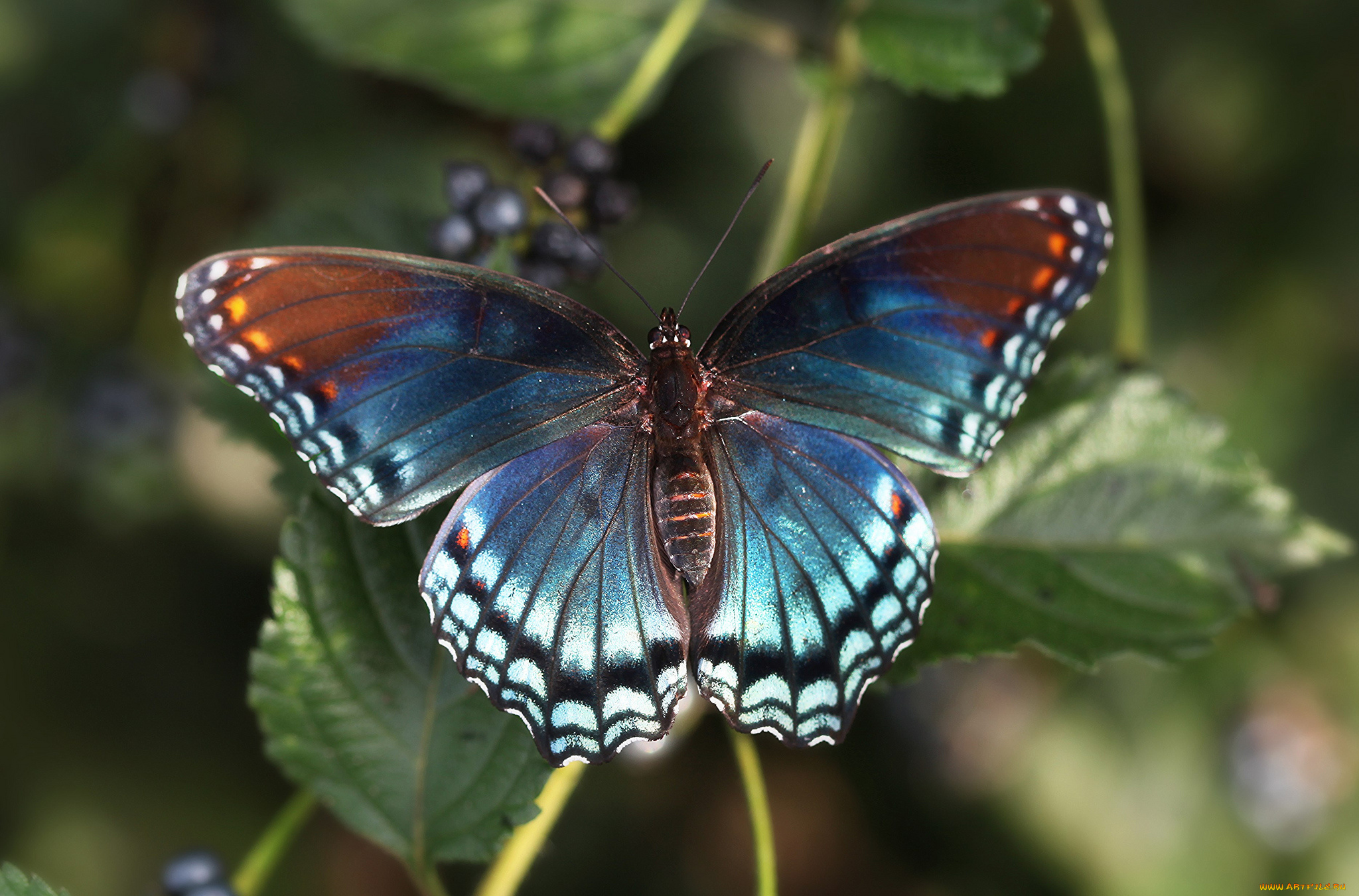 животные, бабочки, , мотыльки, , моли, бабочка