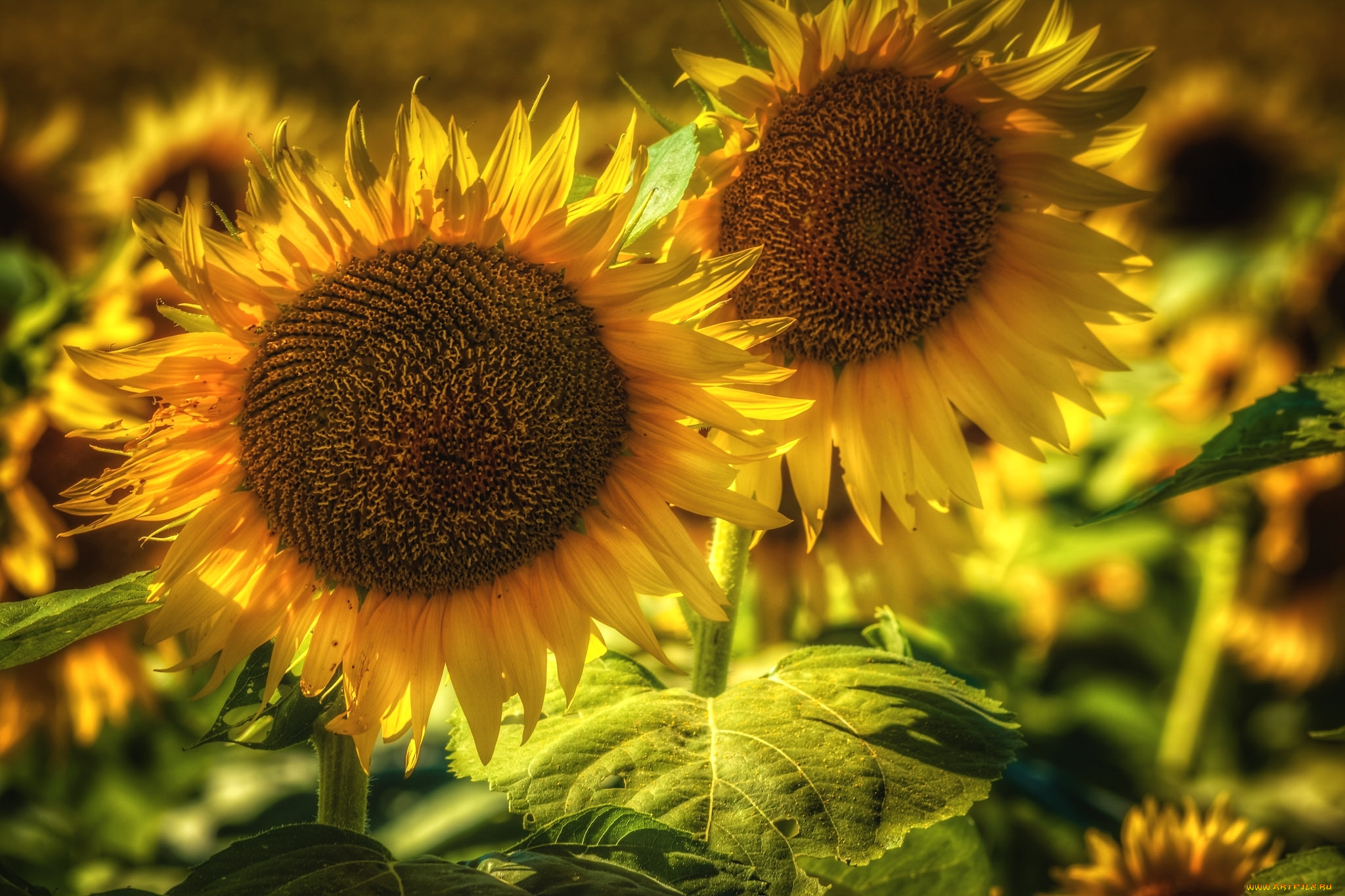 цветы, подсолнухи, лепестки, желтые, лето