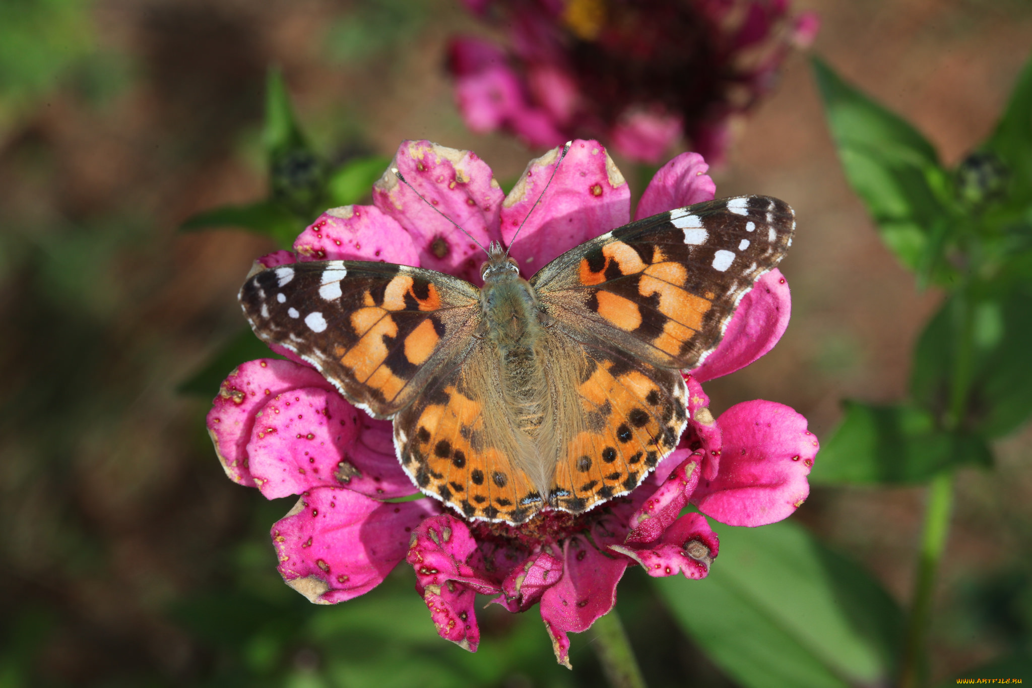 животные, бабочки, , мотыльки, , моли, бабочка