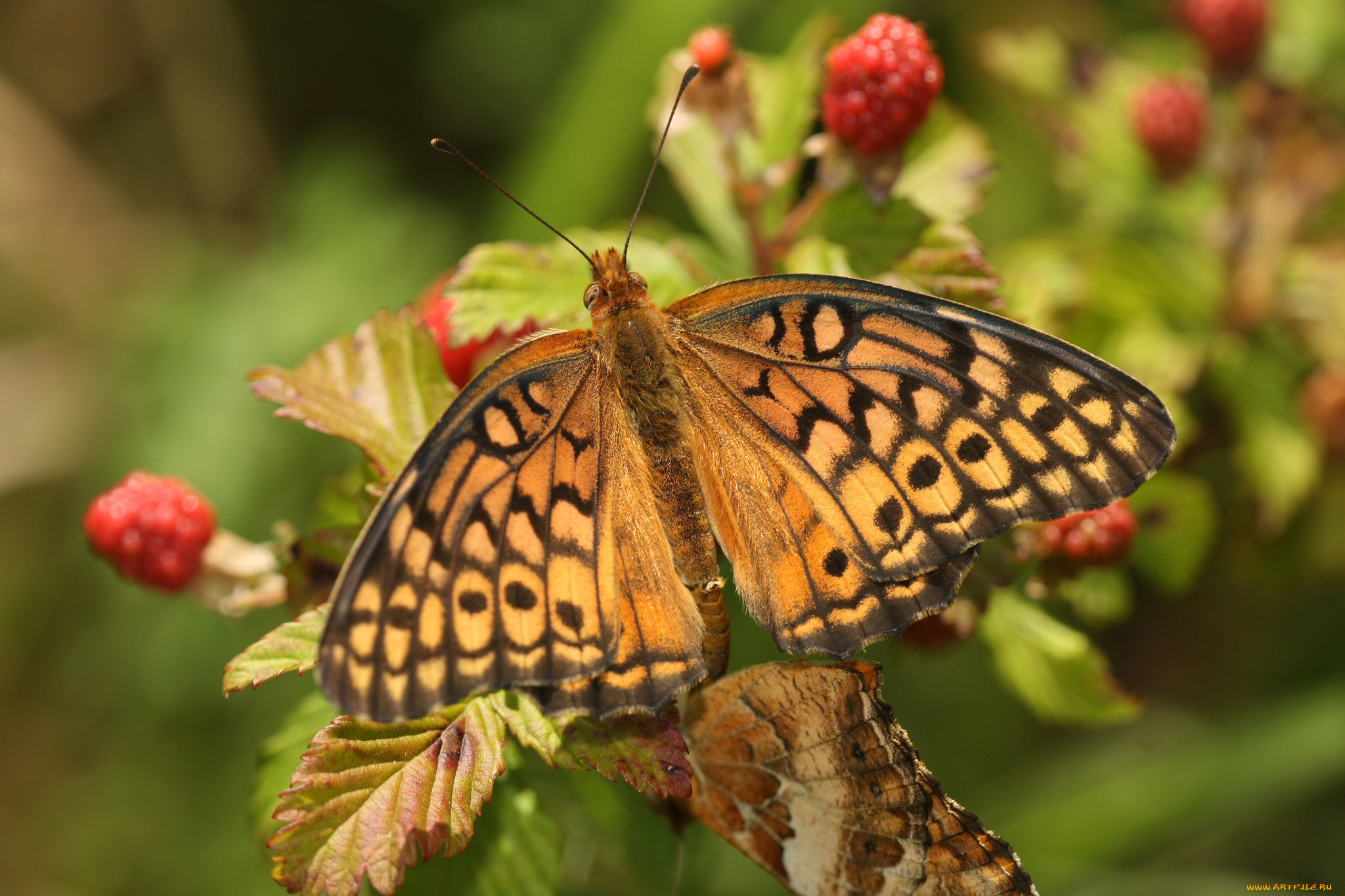 животные, бабочки, , мотыльки, , моли, бабочка