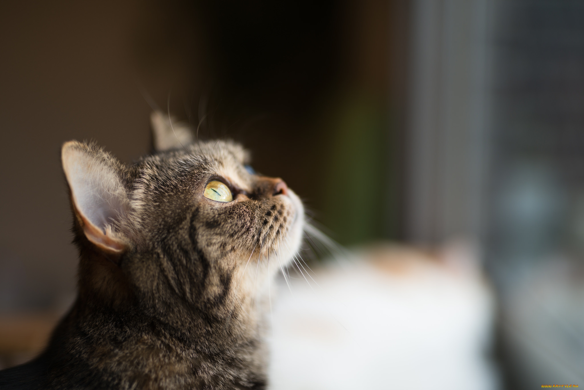 животные, коты, фон, киса, коте, кот, кошка, котёнок, взгляд