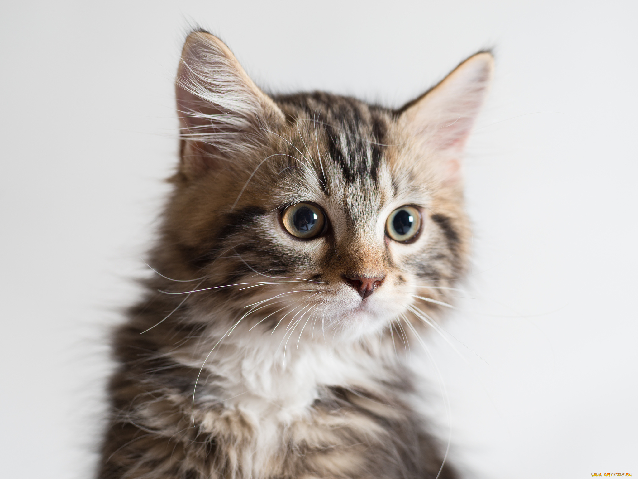 животные, коты, фон, киса, коте, кот, кошка, котёнок, взгляд