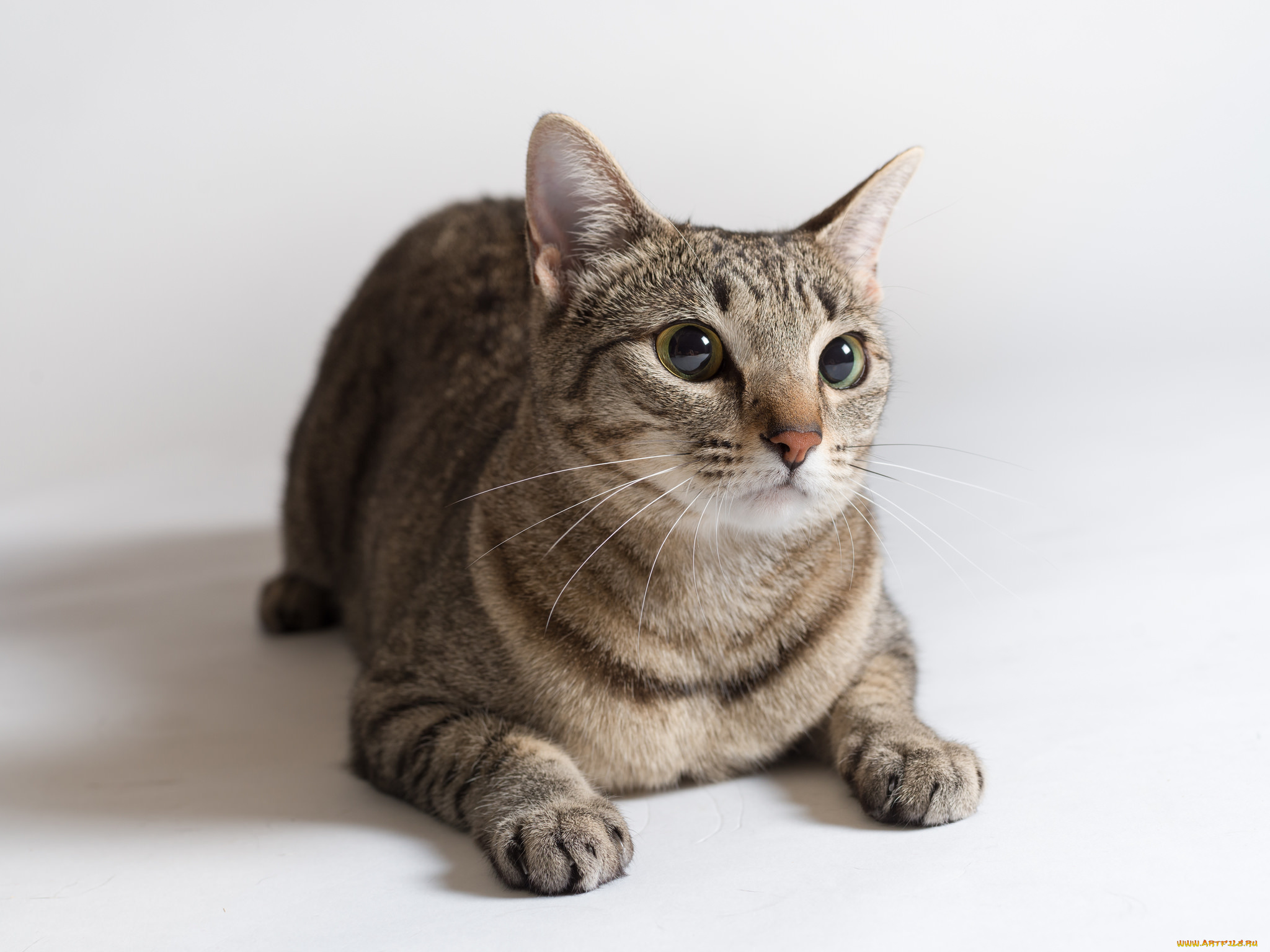 животные, коты, киса, коте, взгляд, усы, ушки