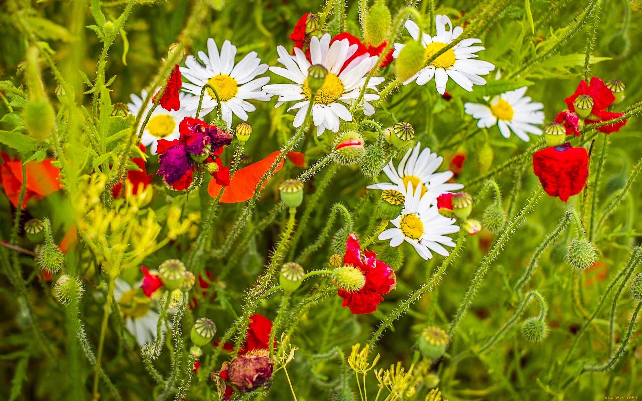 цветы, разные, вместе, лето, маки, ромашки