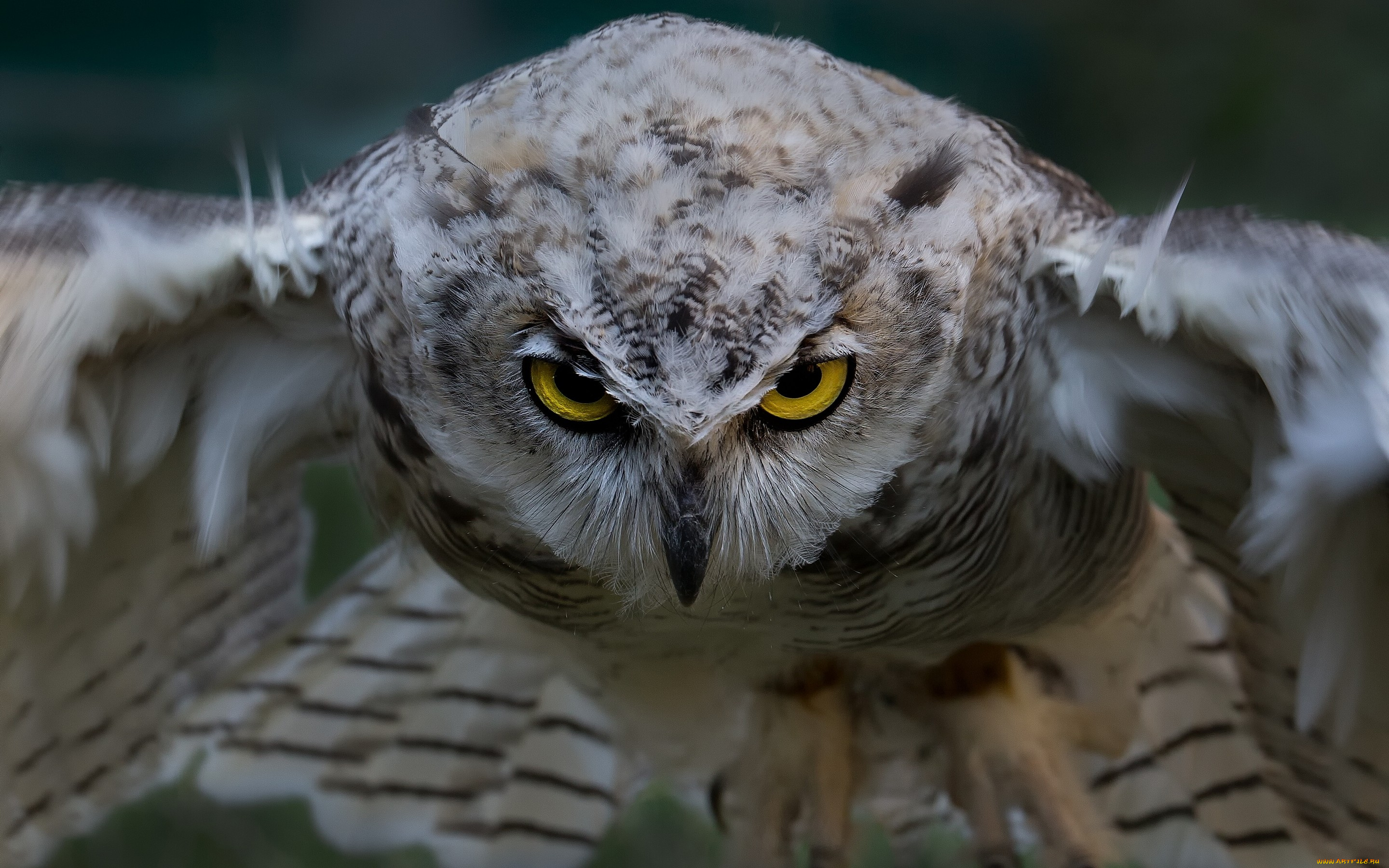 животные, совы, птица, сова, филин, виргинский, полёт, взгляд