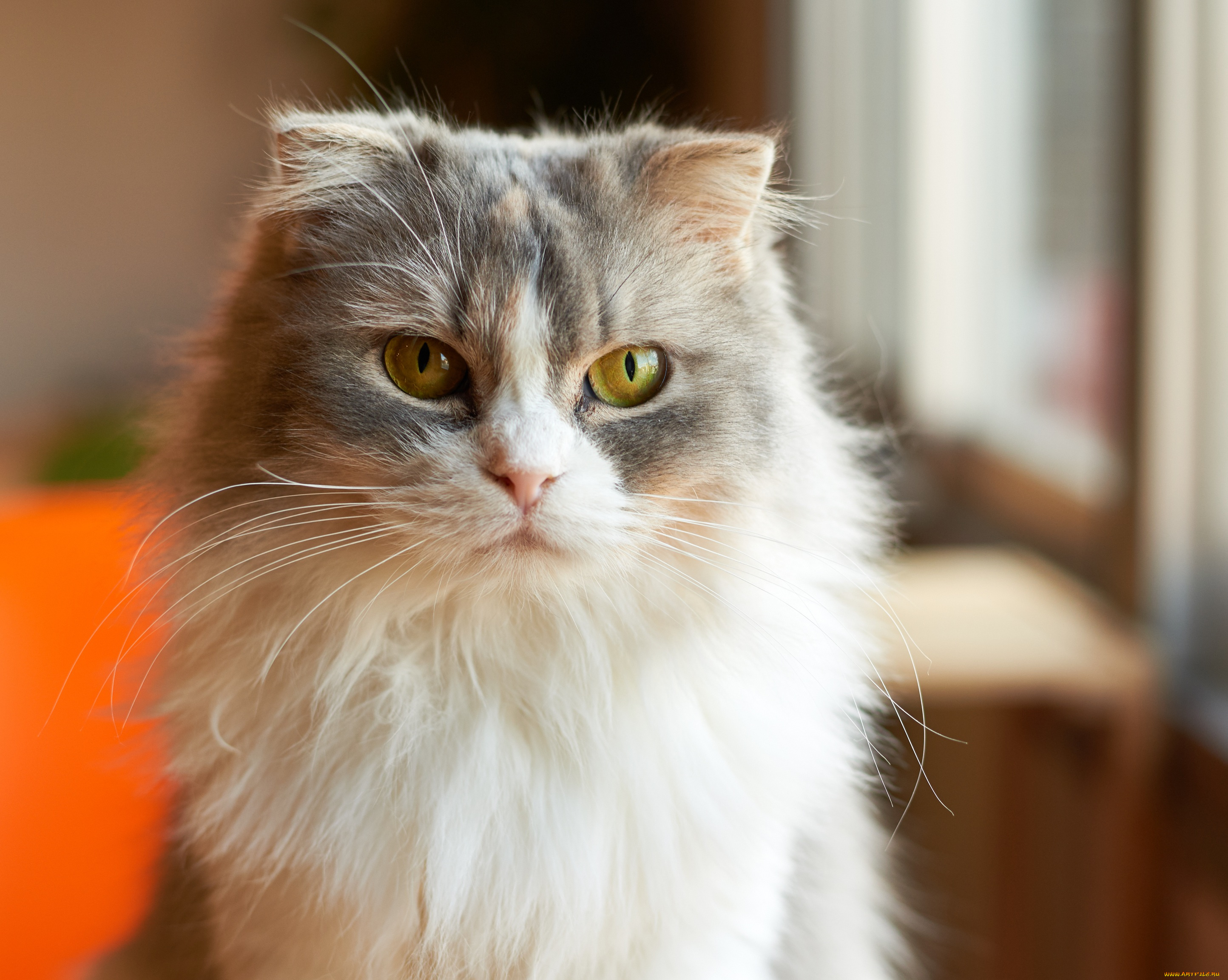 животные, коты, киса, портрет, взгляд, коте, кошка, кот
