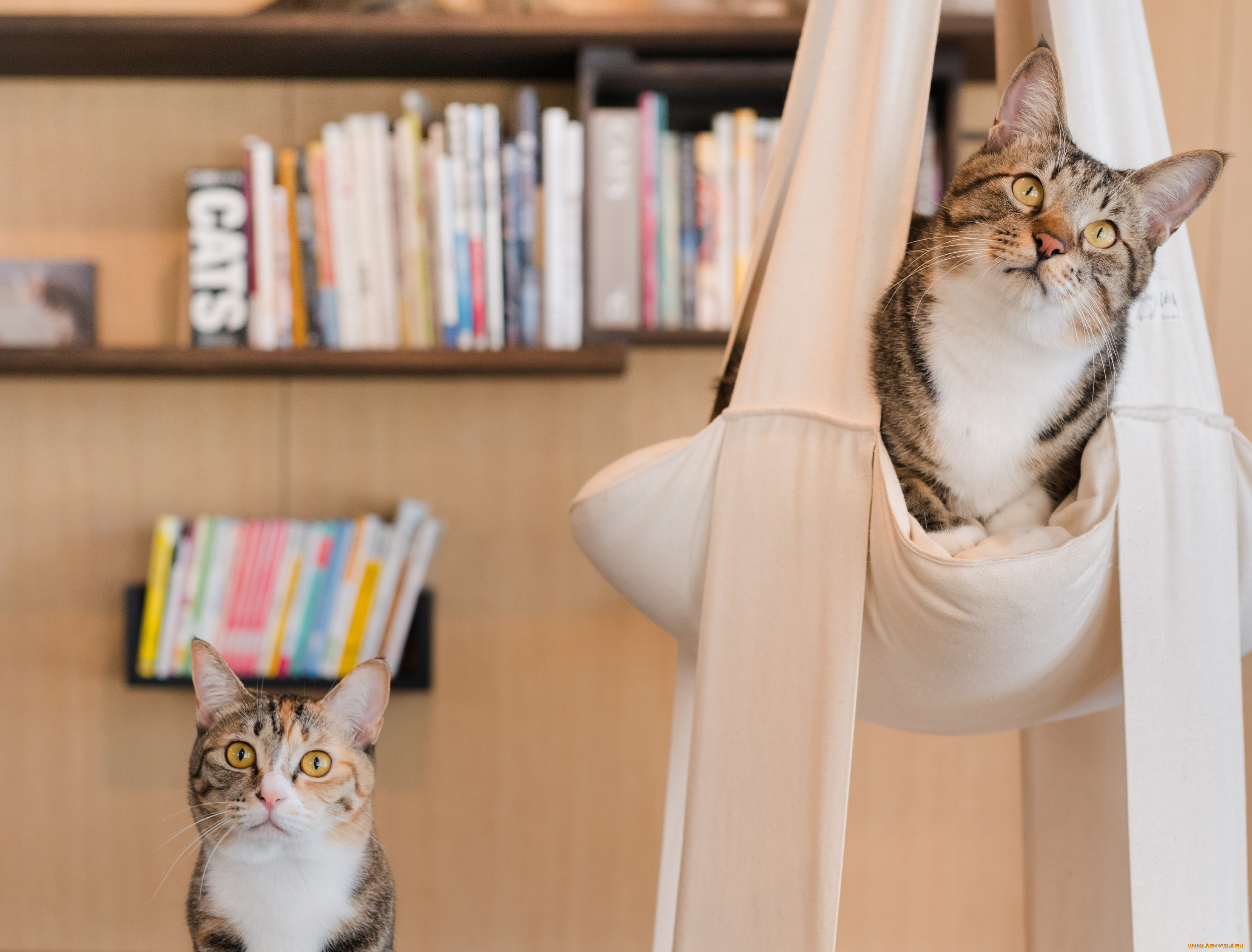 животные, коты, книги, полка, комната, кошка, кот