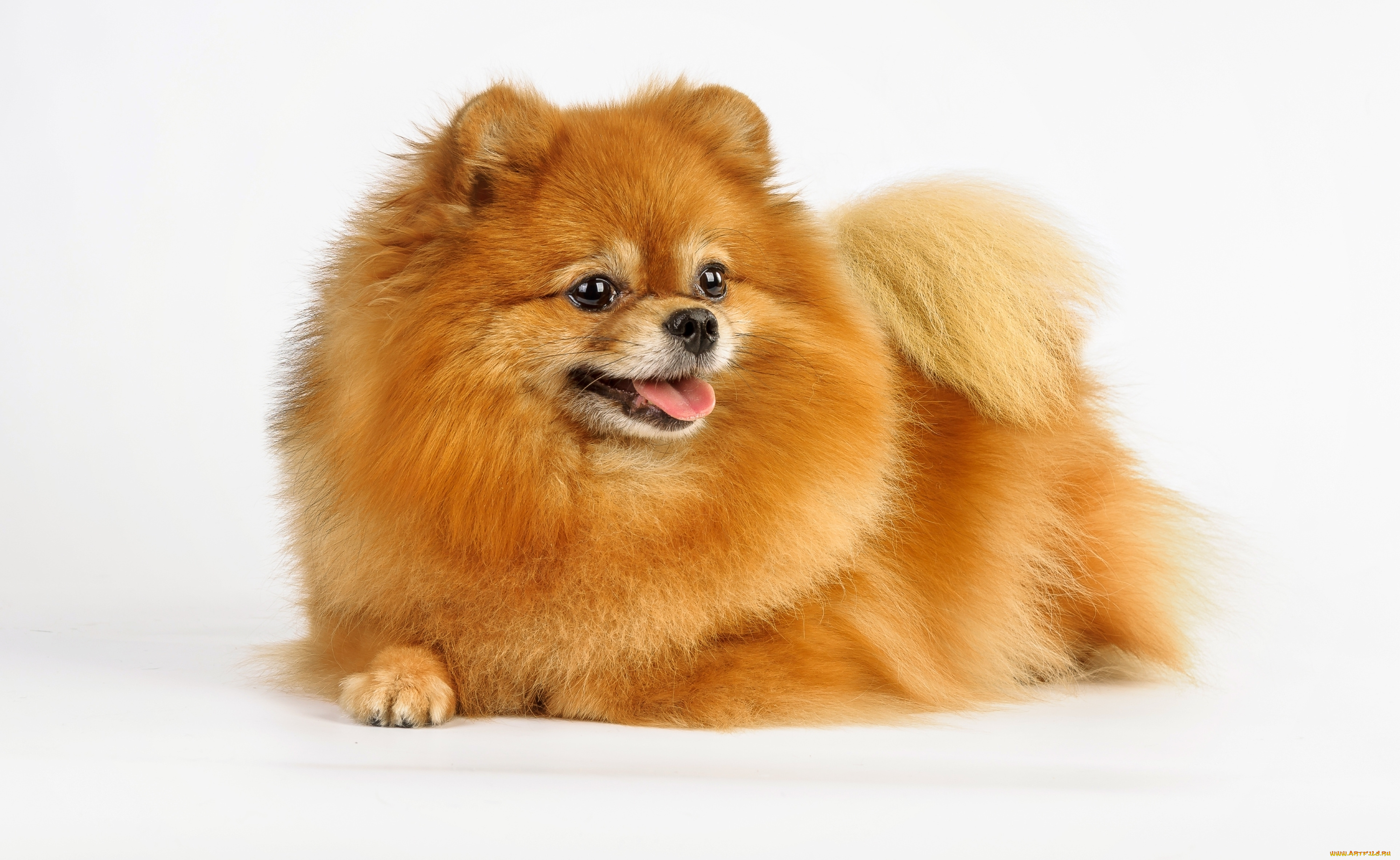 животные, собаки, шерсть, рыжий, шпиц