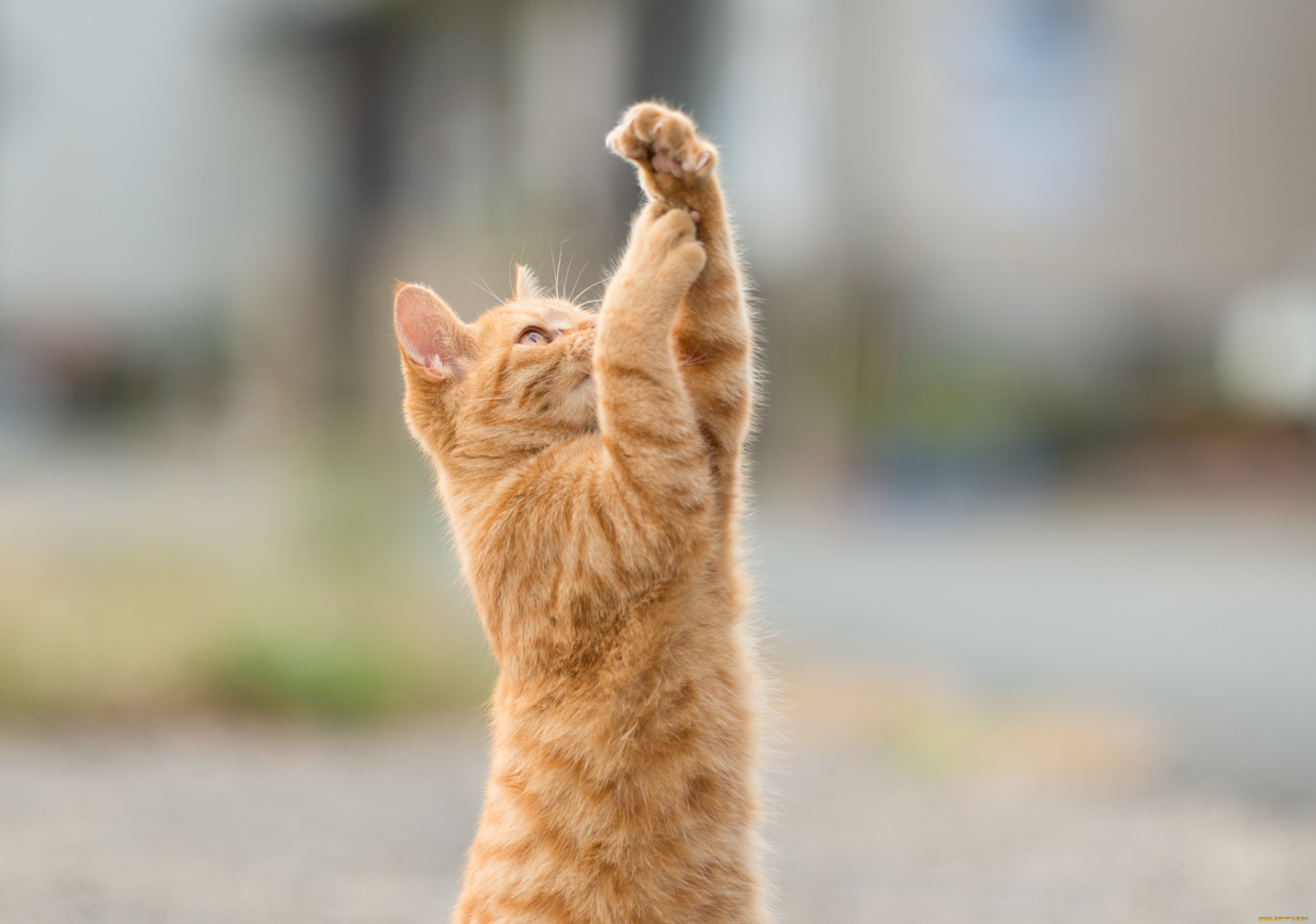 животные, коты, лапки, игра, коте, киса, рыжий, стоит